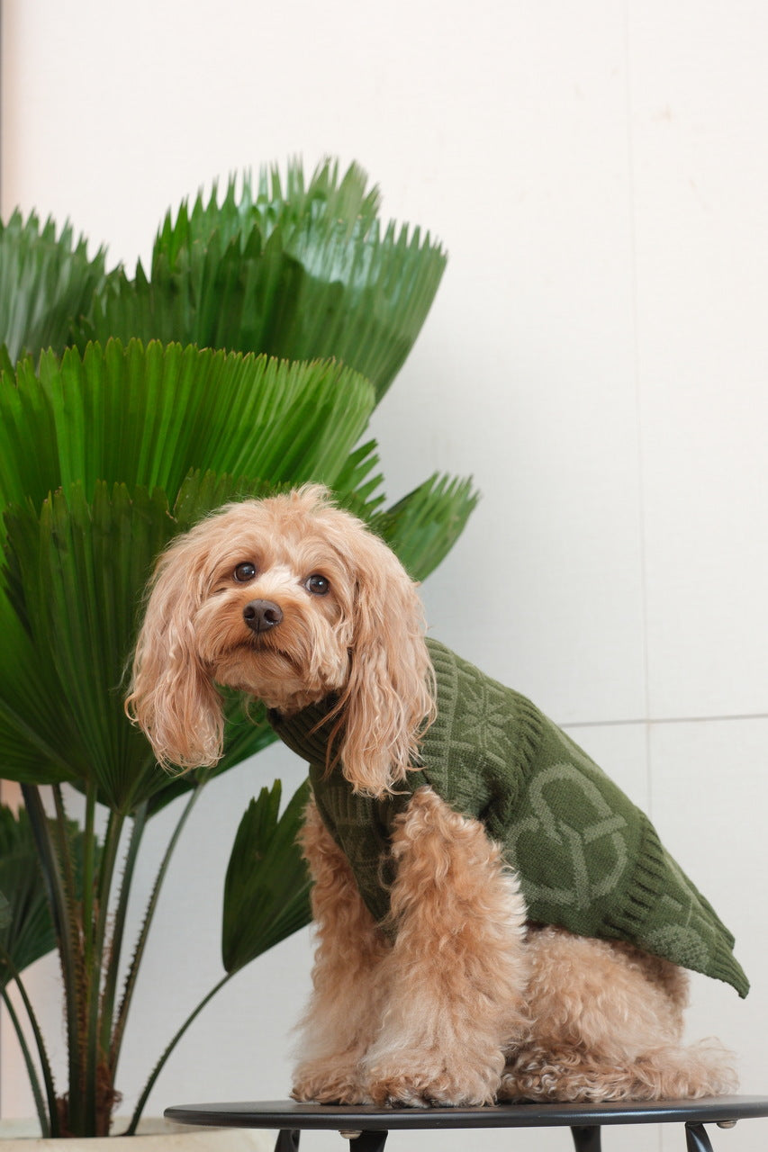 Pretzel Pet Sweater-Olive Green