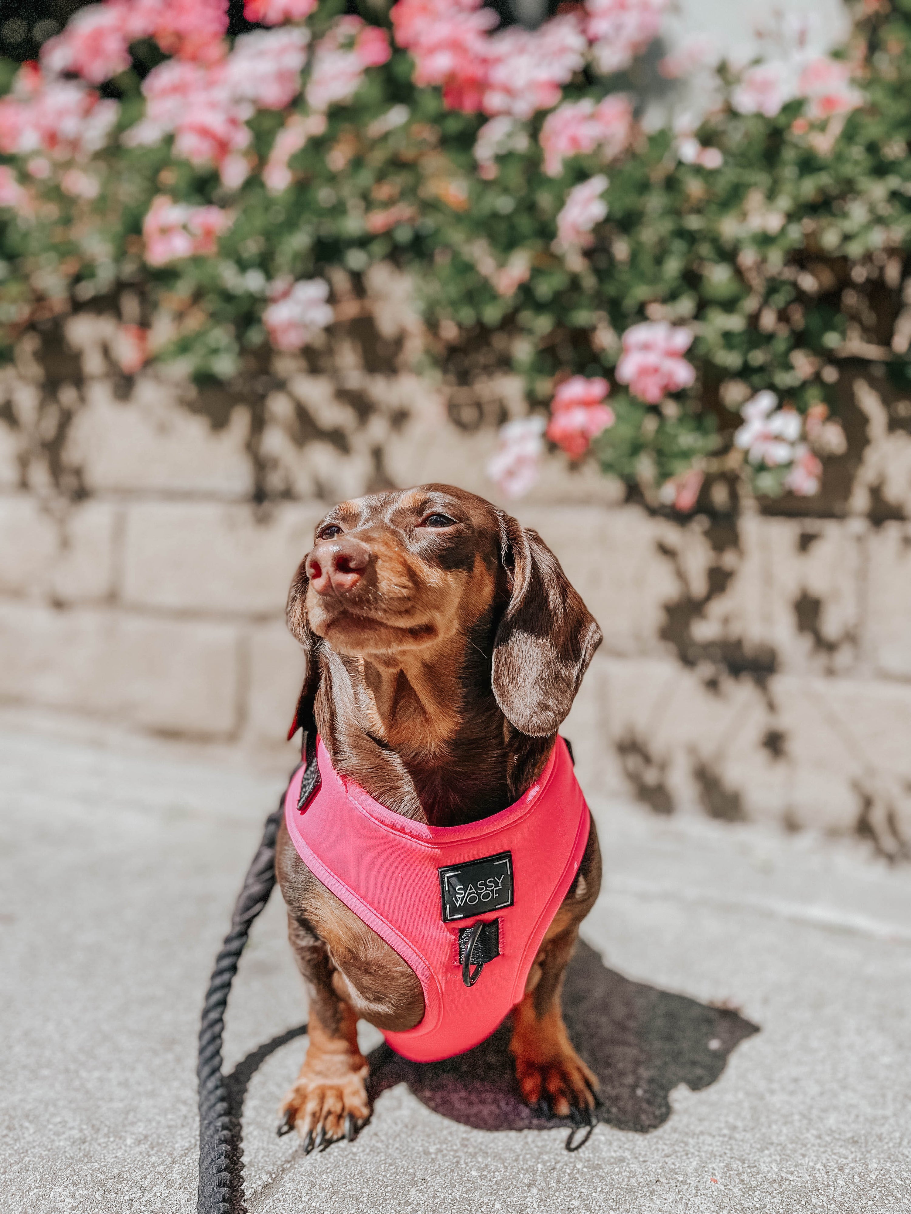 Dog Adjustable Harness - Neon Pink