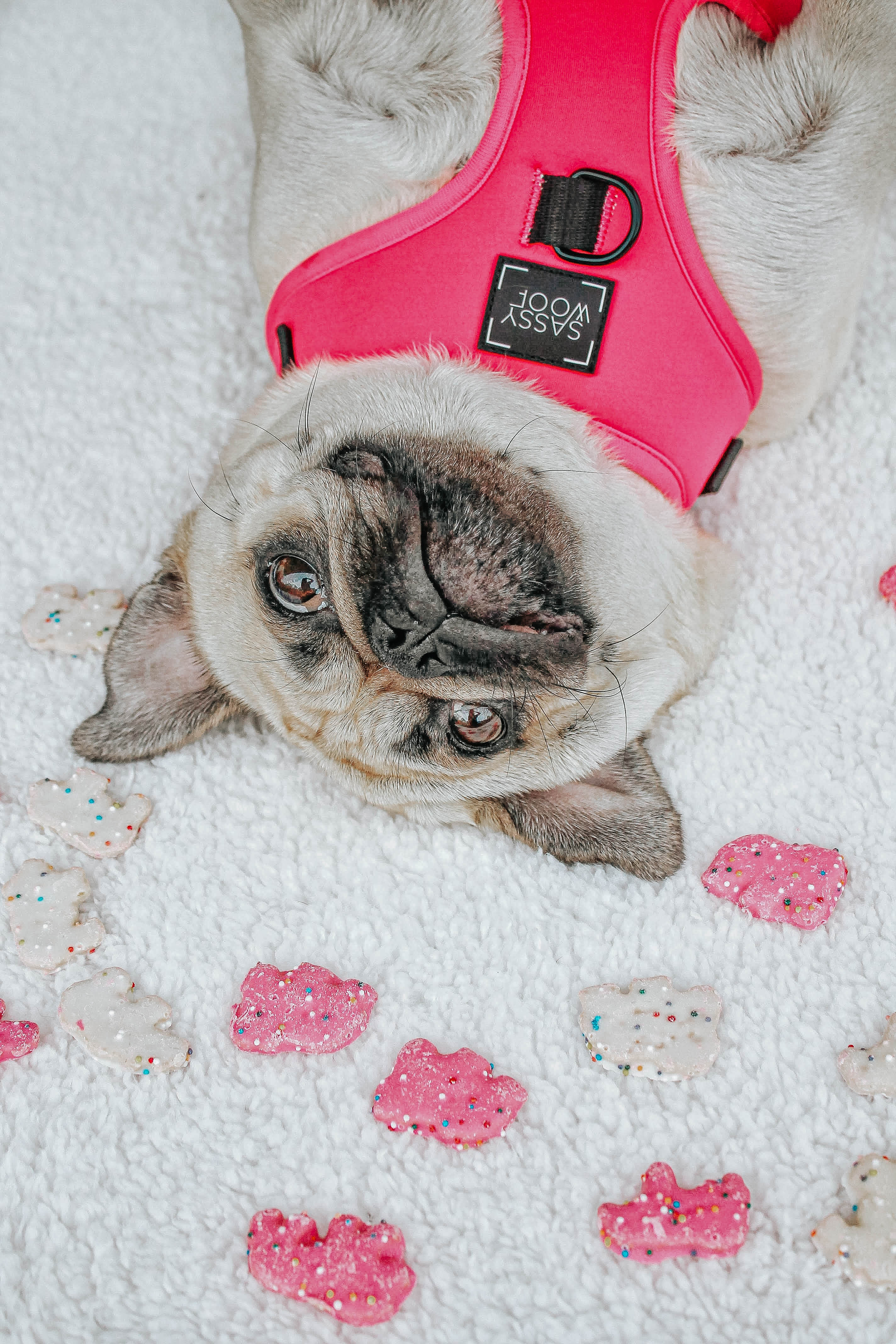 Dog Adjustable Harness - Neon Pink