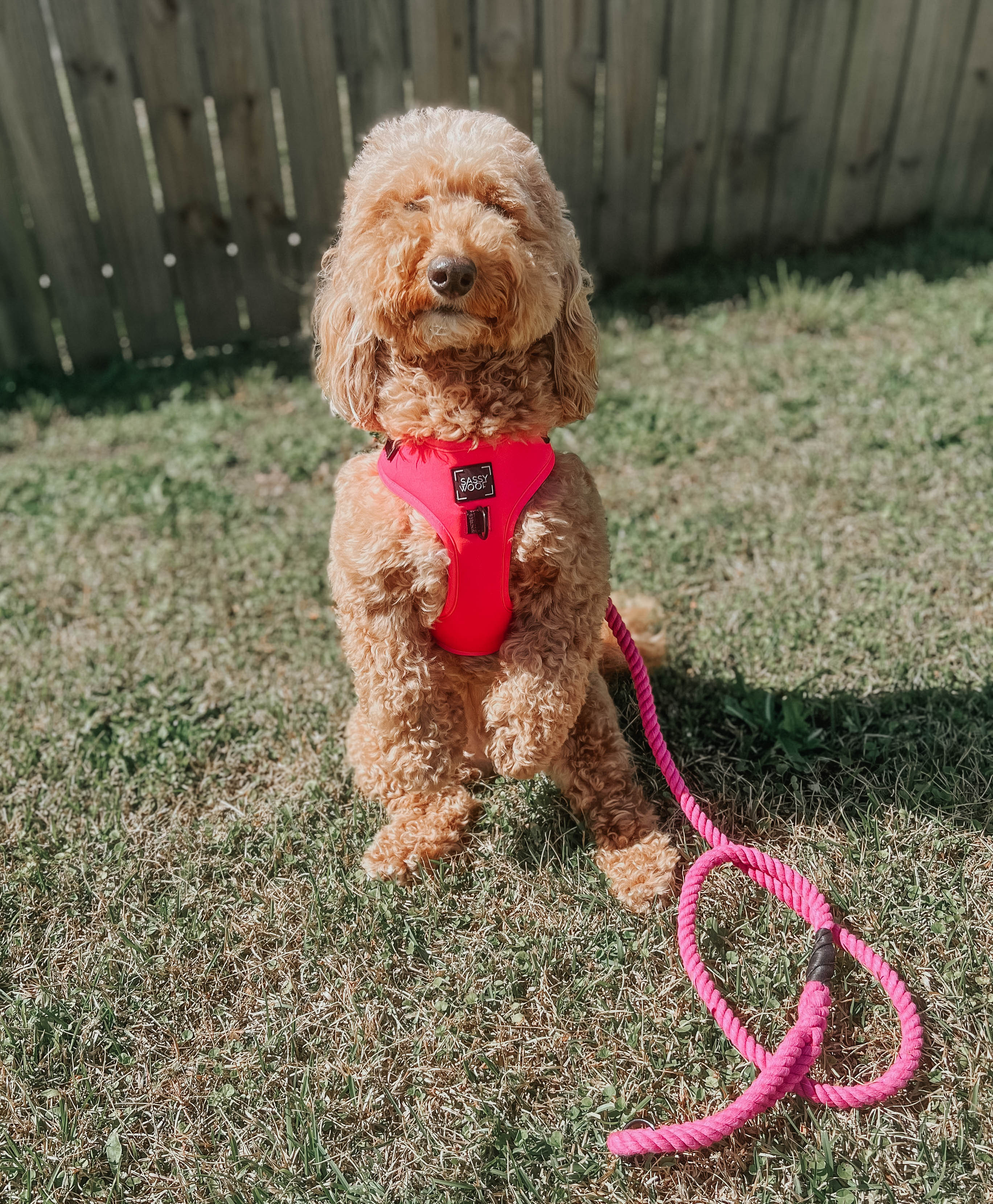 Dog Adjustable Harness - Neon Pink