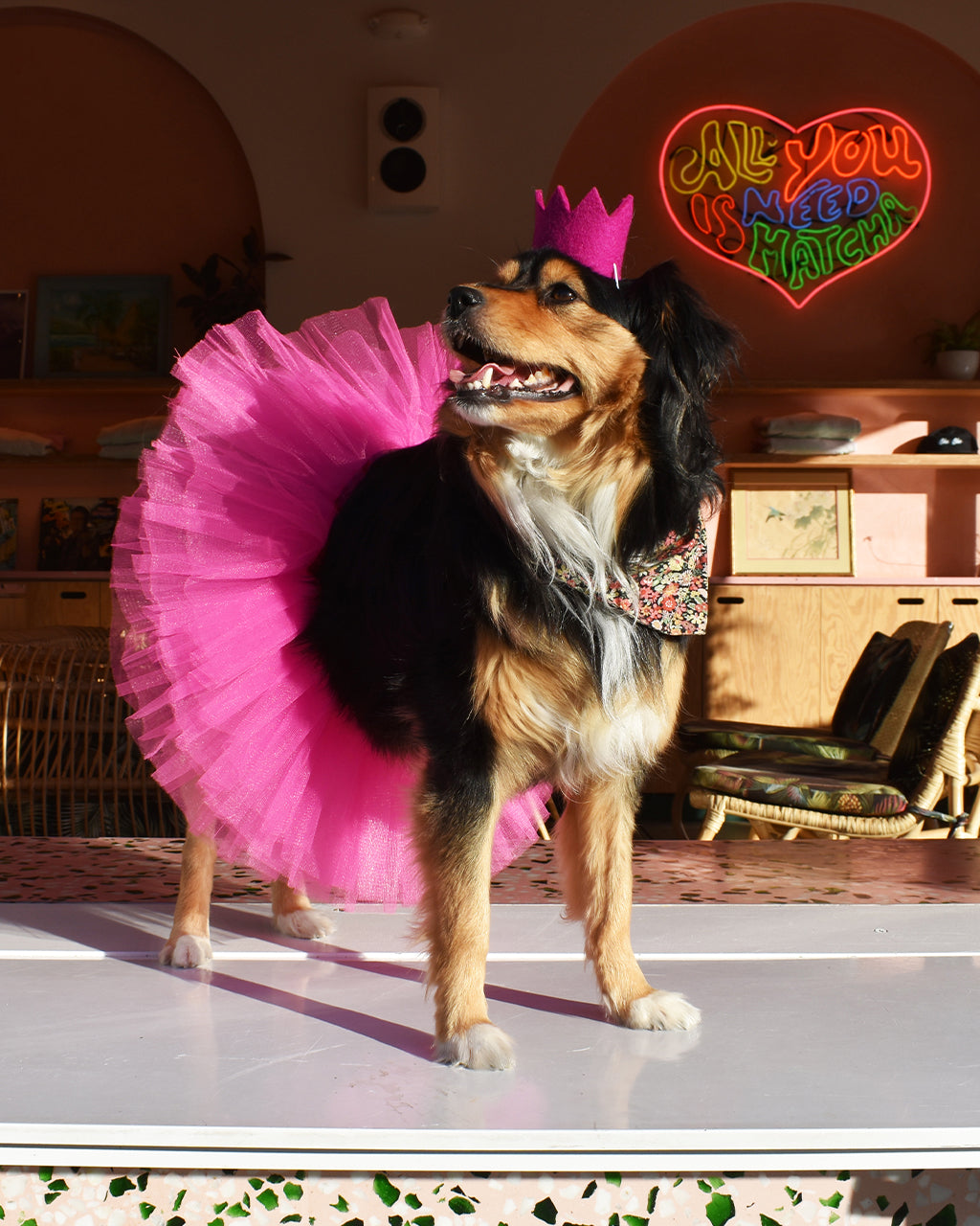 BRIGHT PARTY CROWNS | HT Animal Supply