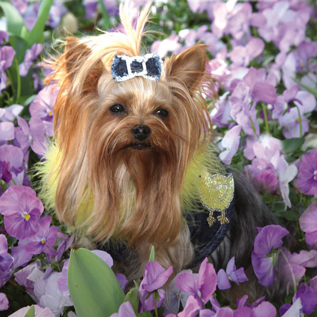 The Hollywood Boa Collars (Harness Vest Sold Separately)