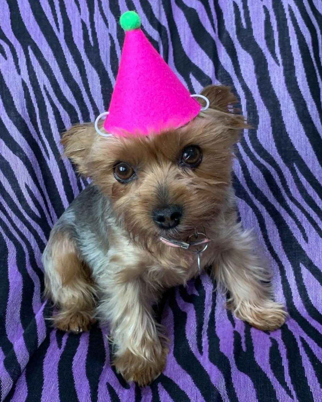 PAWTY HAT | HT Animal Supply