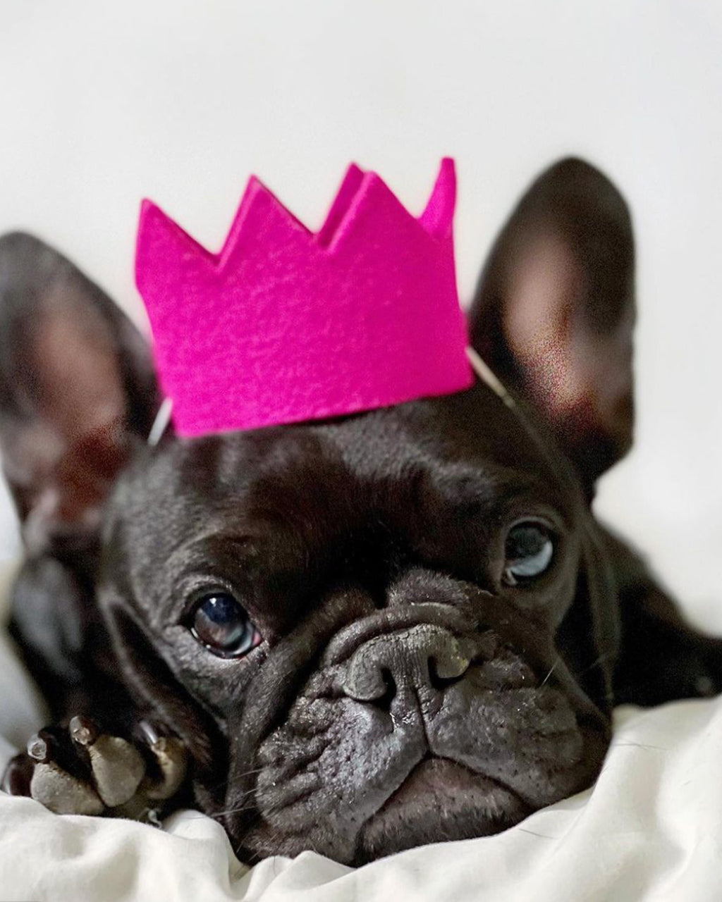 BRIGHT PARTY CROWNS | HT Animal Supply