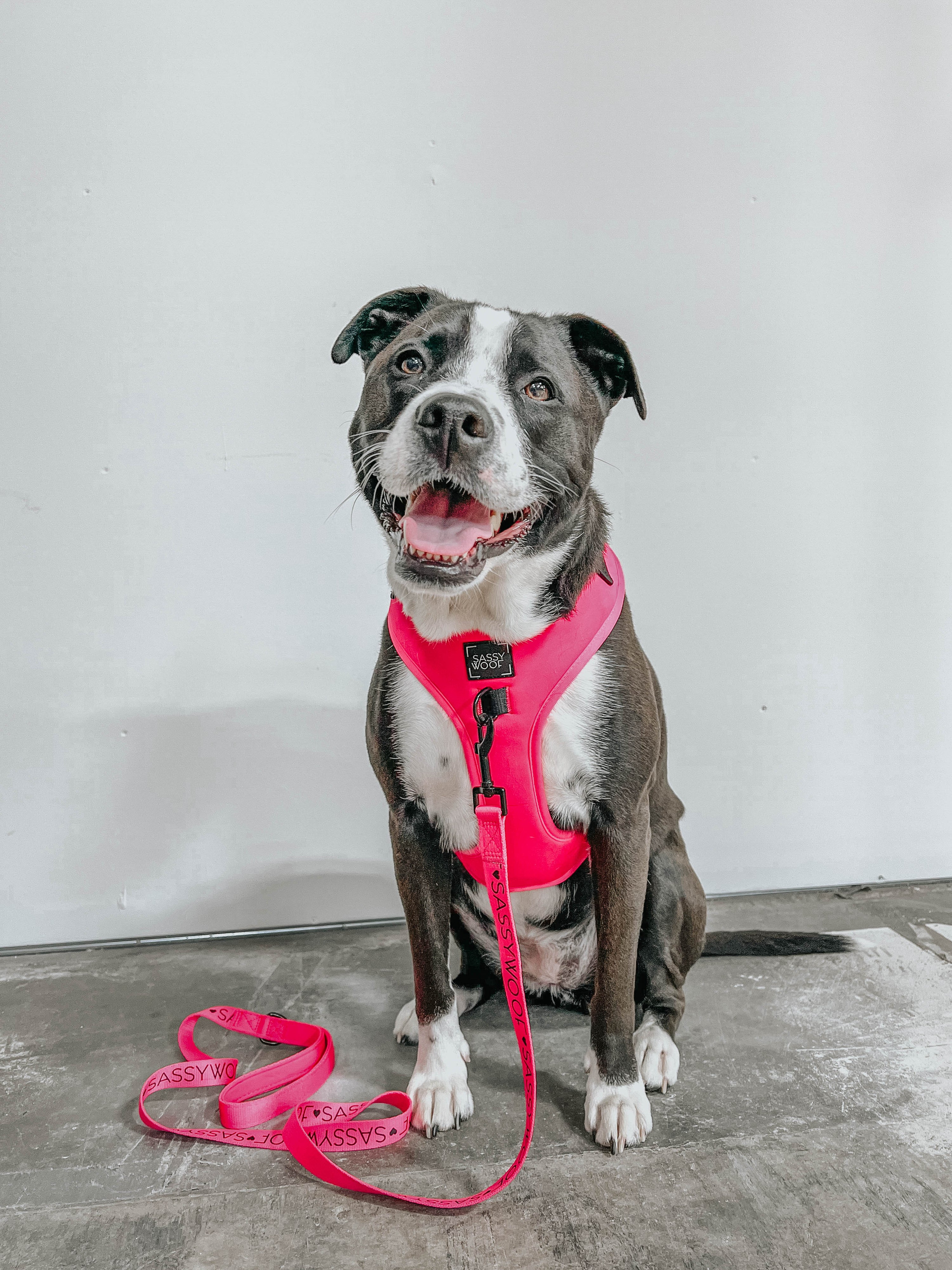 Dog Adjustable Harness - Neon Pink