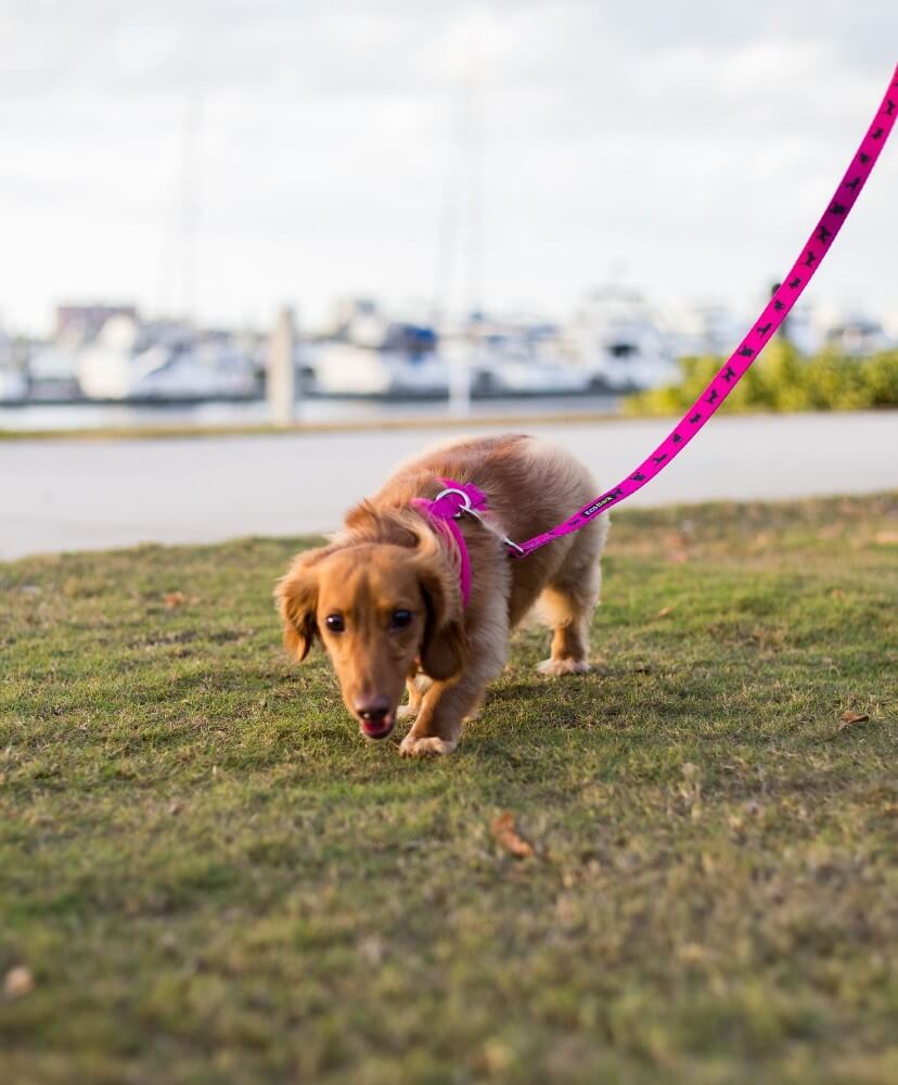 Pink Dog Leash by EcoBark - Padded Comfort Grip Leash - 4ft, 5ft, and 6ft Leash for Teacup, Small, and Medium Dogs