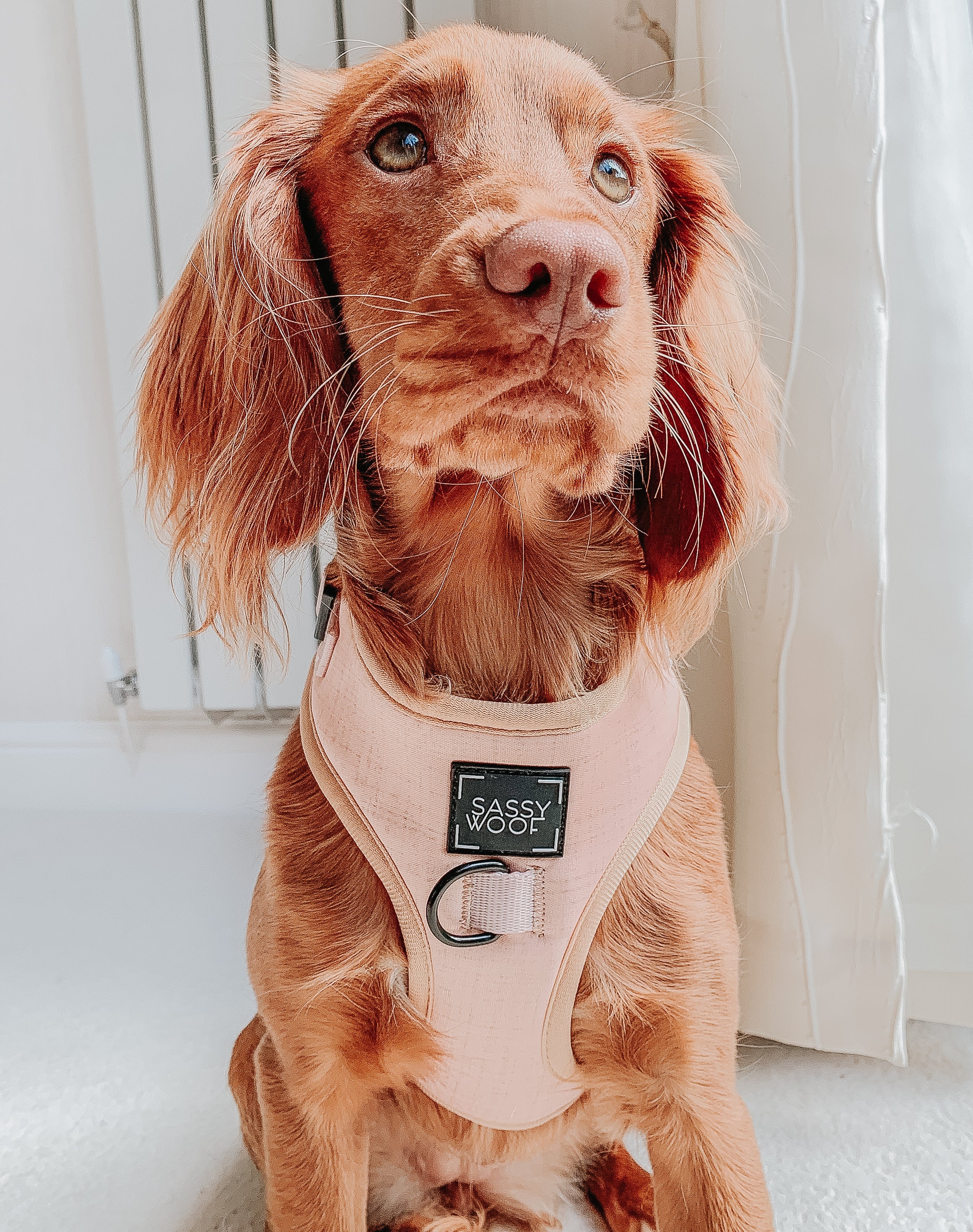 Dog Adjustable Harness - Pinot