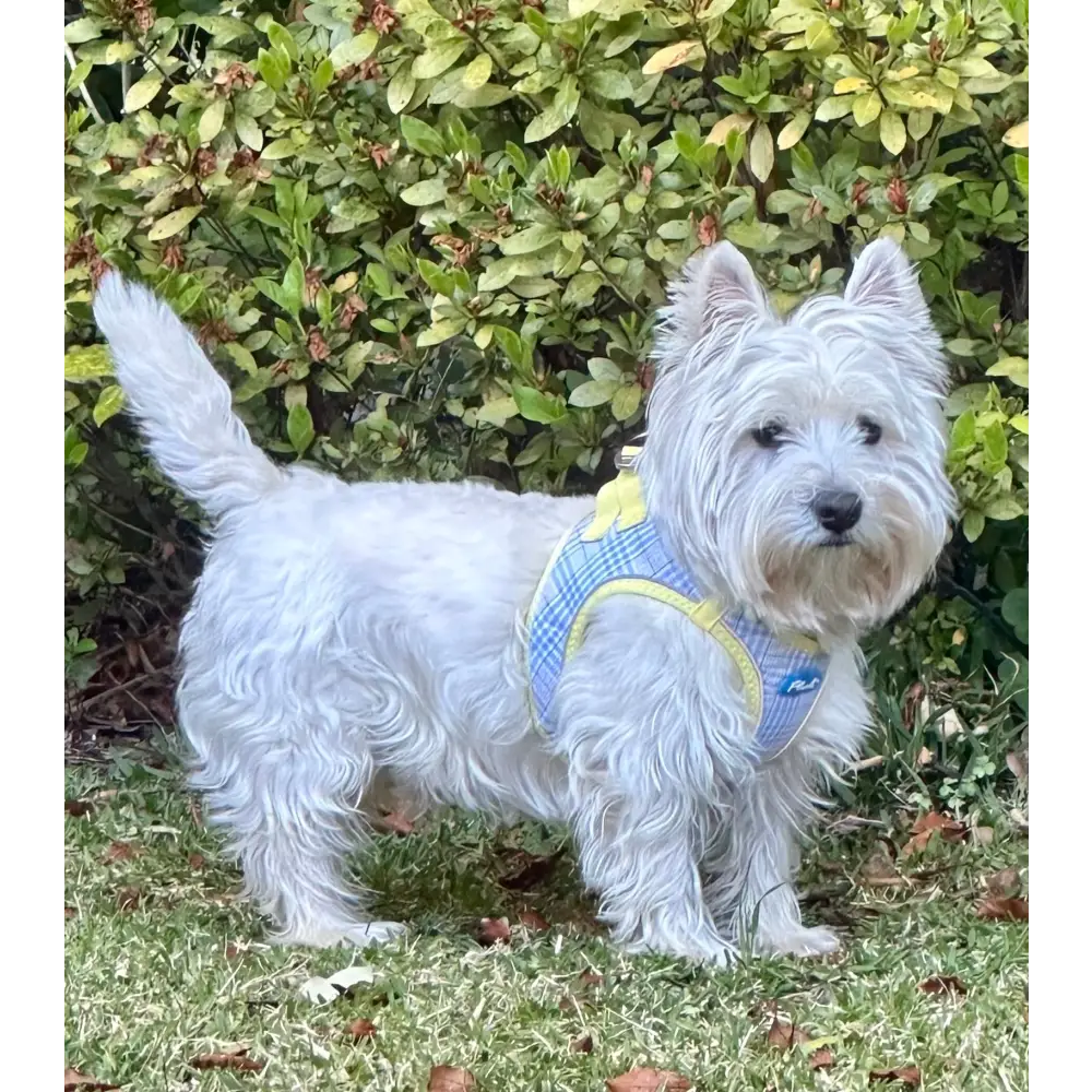 Plush Step In Harness Spring Plaid