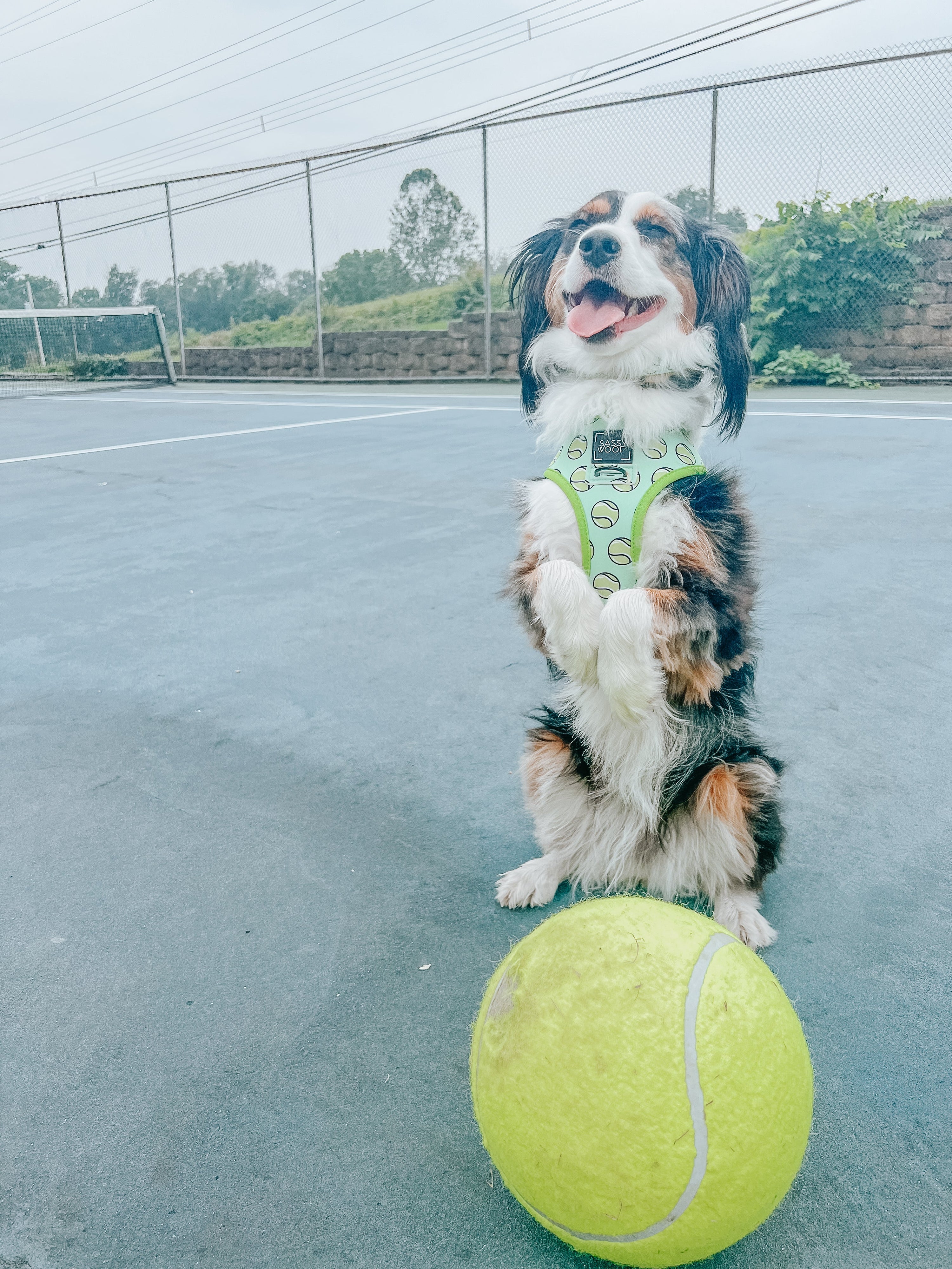 Dog Collar - Serving Up Sass