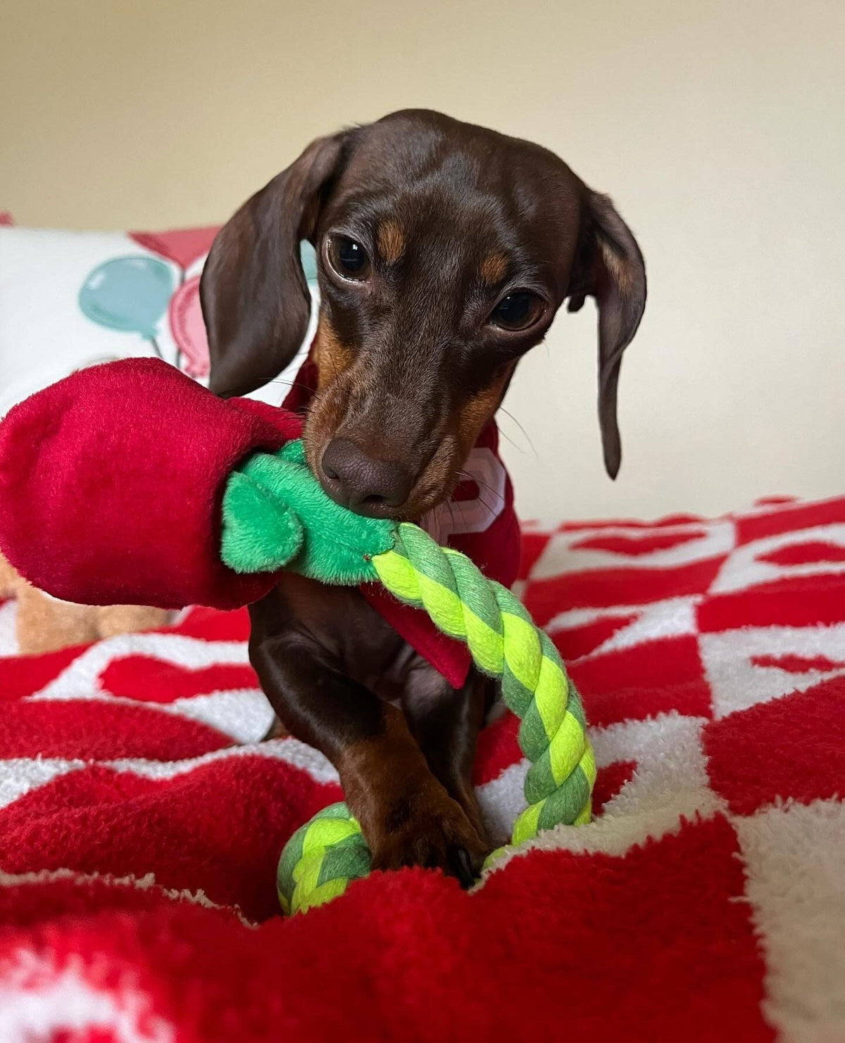 Pawty Rose Tug and Treat Snuffle Dog Toy