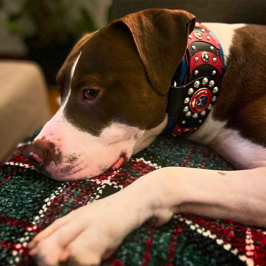 Bestia Captain America Leather Dog Collar