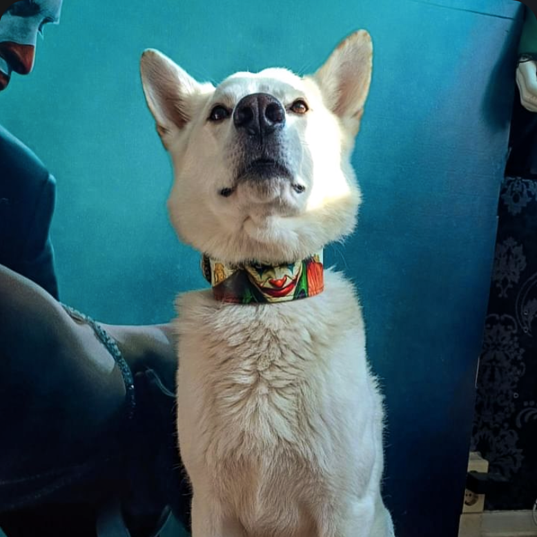 Bestia Joker Limited Edition Leather Dog Collar
