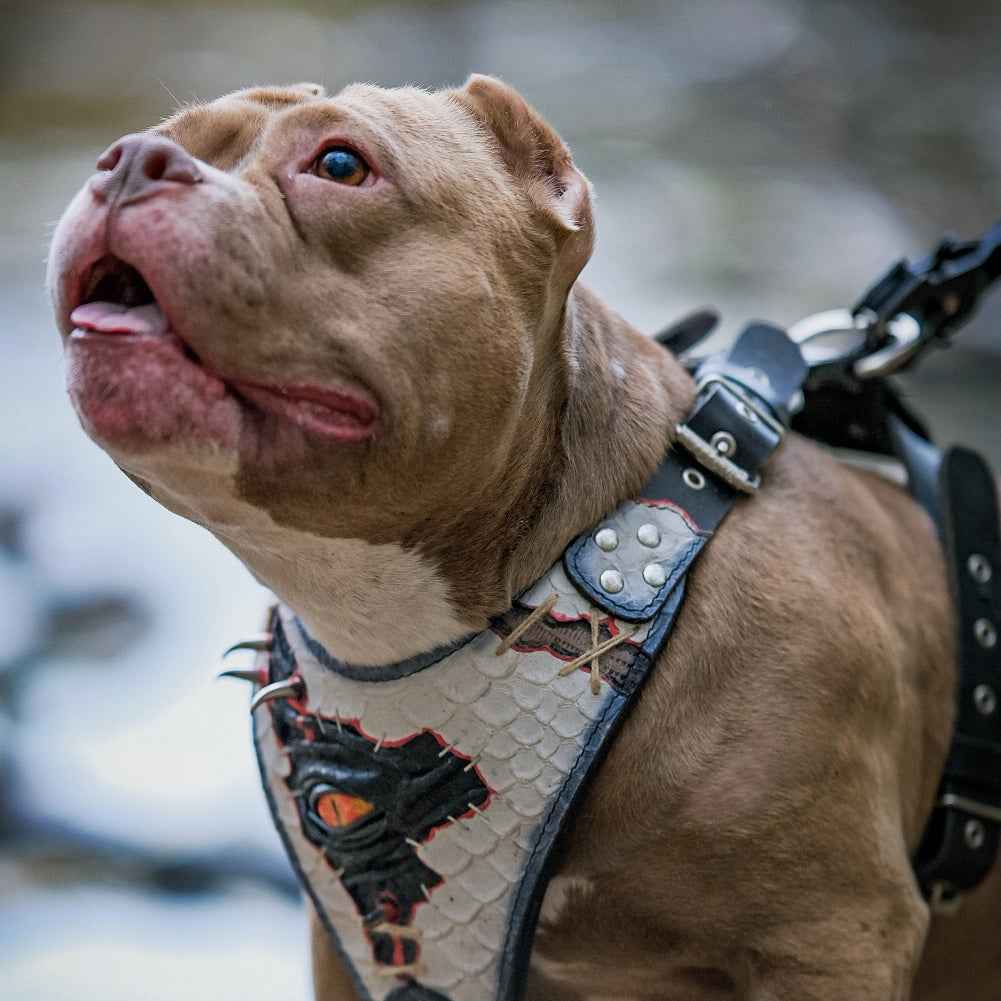 Bestia Dragons Eye Limited Edition Leather Dog Harness