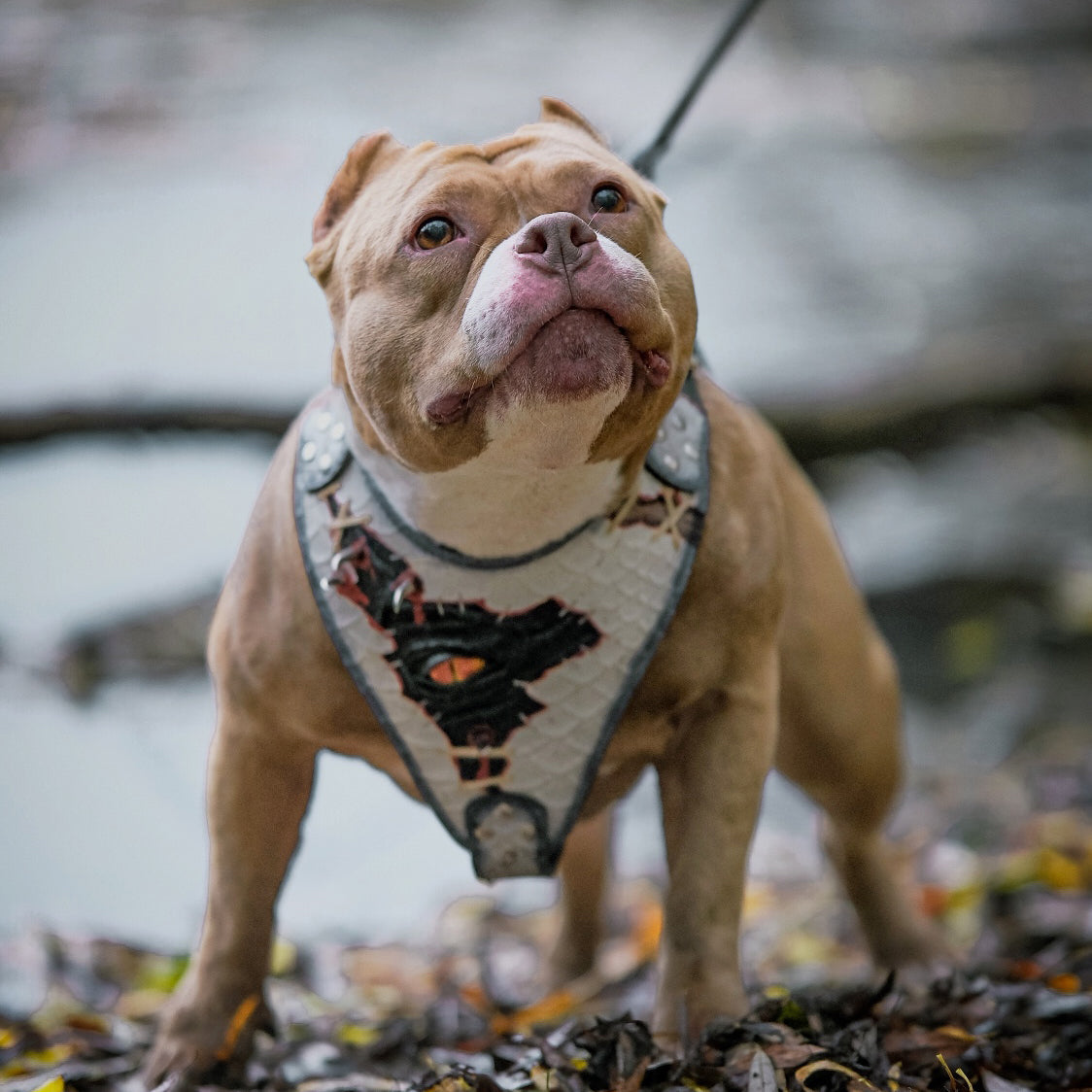 Bestia Dragons Eye Limited Edition Leather Dog Harness