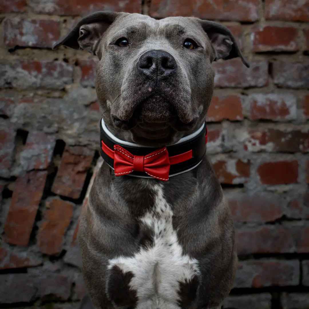 Bestia Bowtie Black Leather Dog Collar