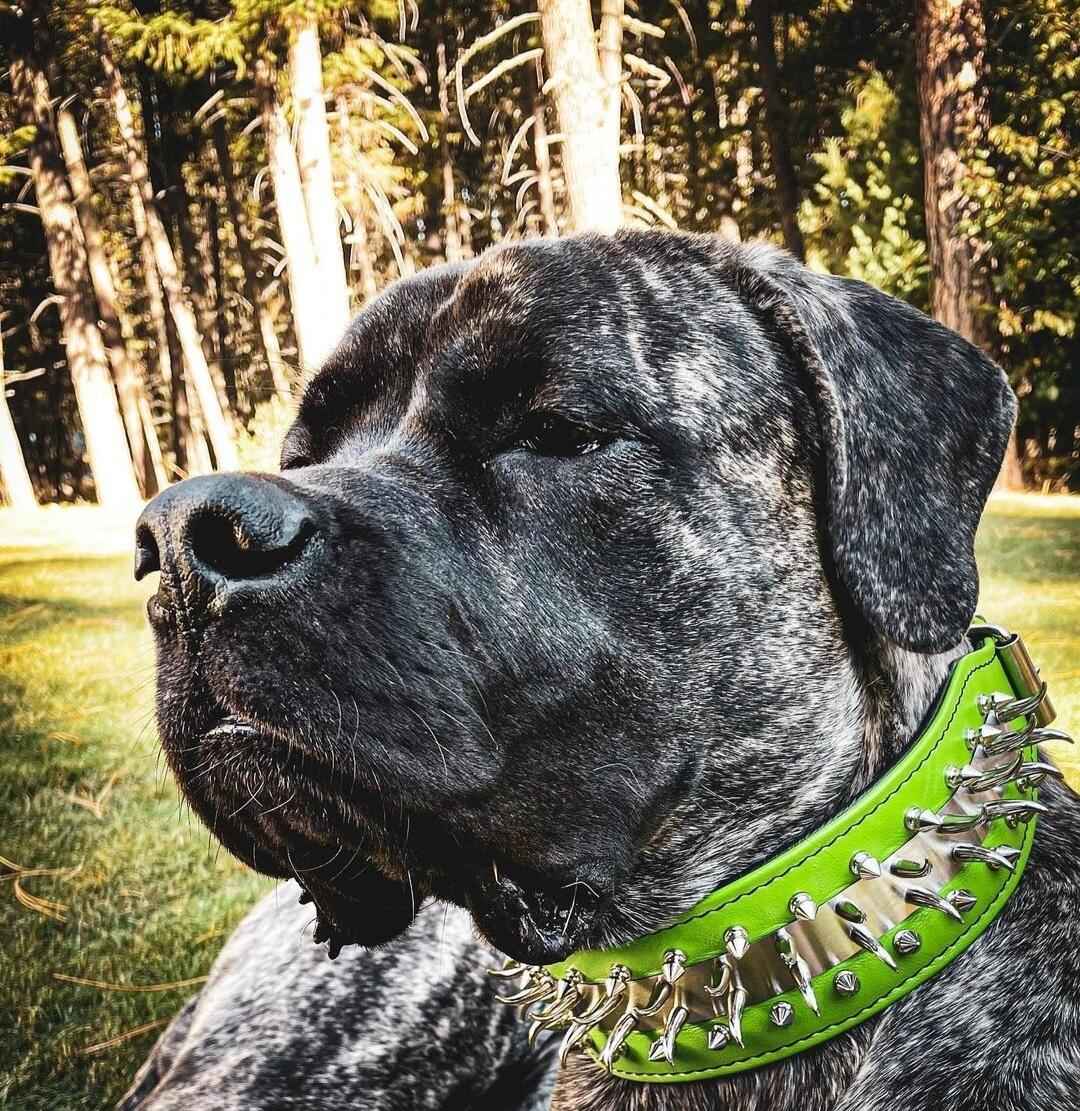 Bestia Predator In Green Leather Dog Collar