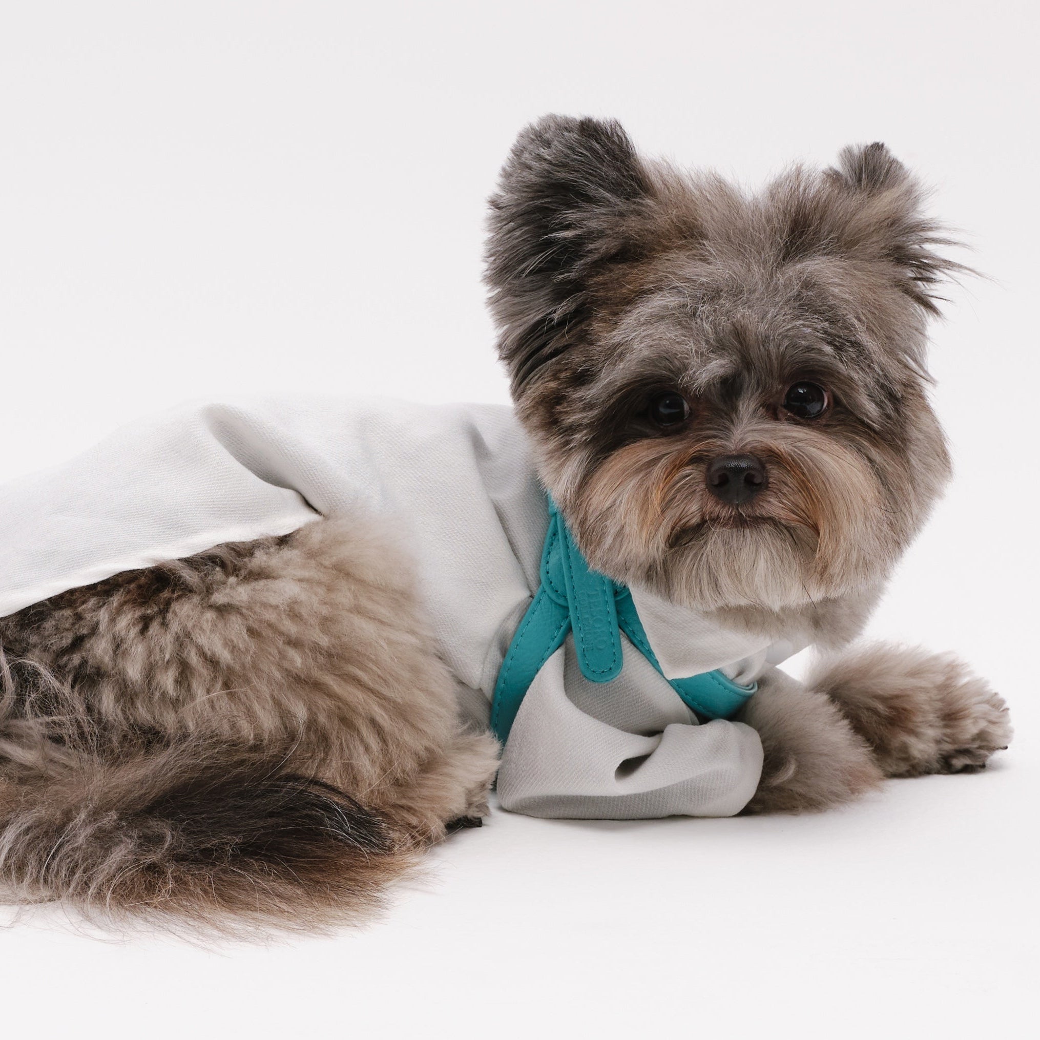 Dog Harness
