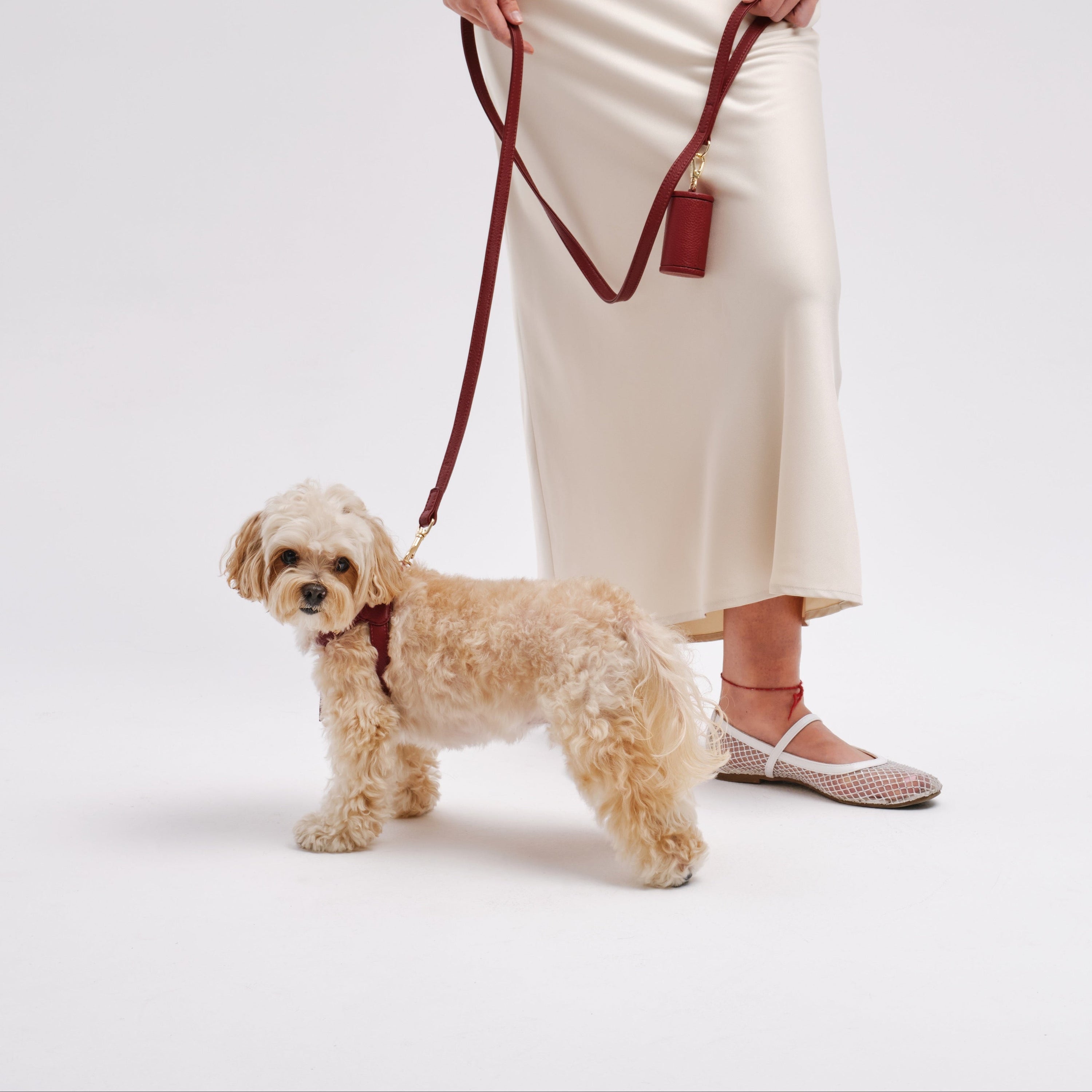Dog Harness