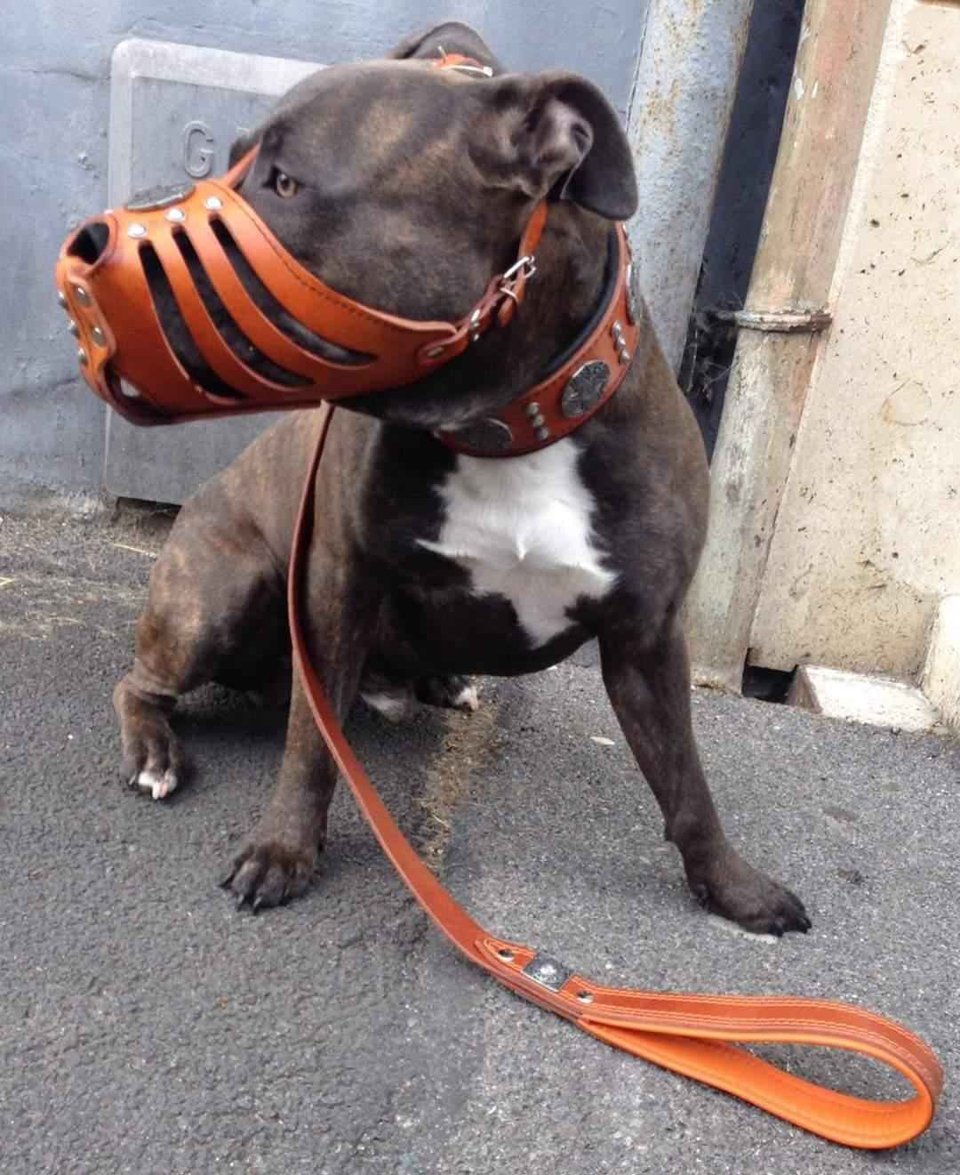 Bestia Maximus Silver Basket Leather Dog Muzzle