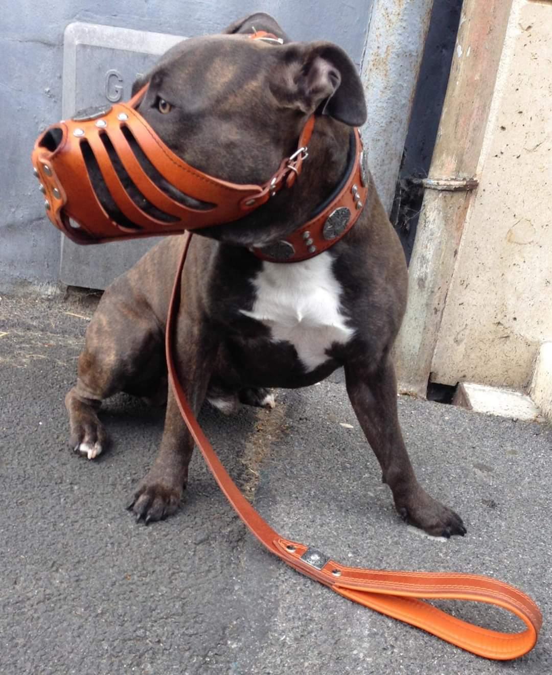 Maximus Silver Basket Muzzle