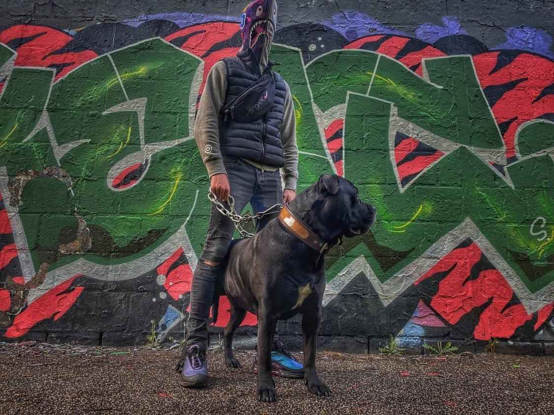 Bestia Buffalo Leather Dog Collar