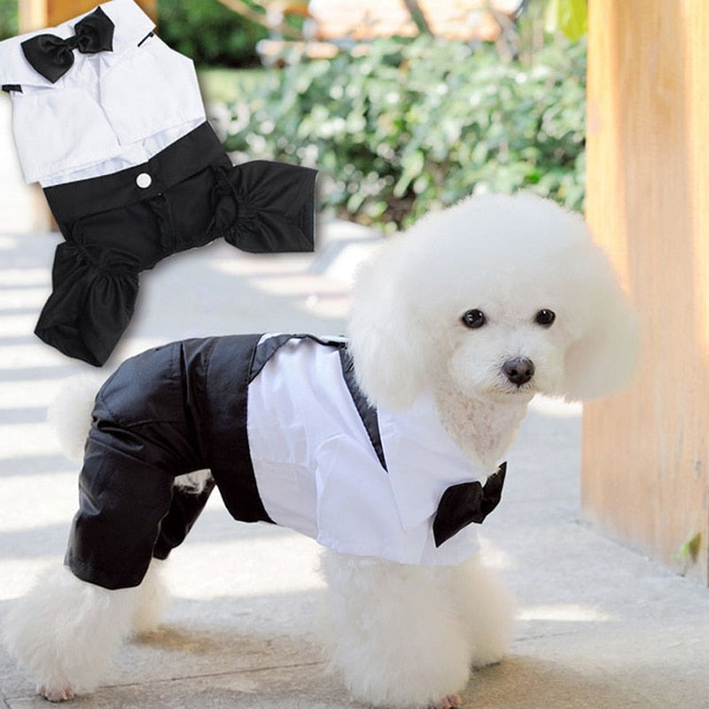 Handsome Stylish Pet Suit with Bow Tie