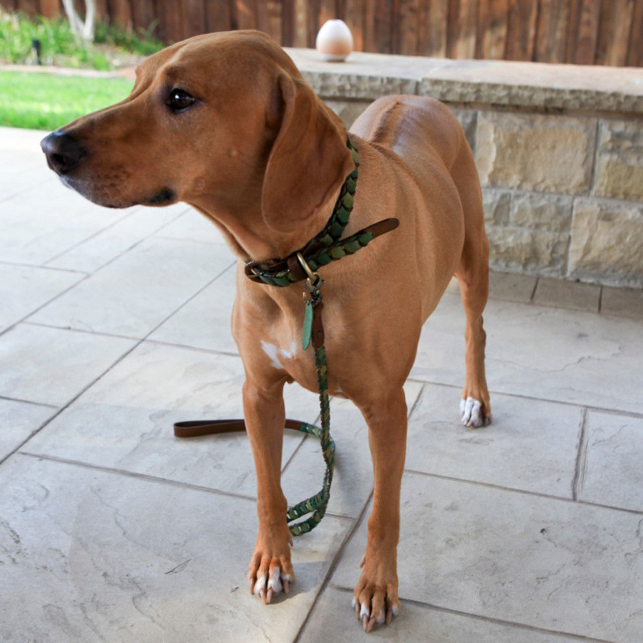 Shades of Green Leather Dog Collar
