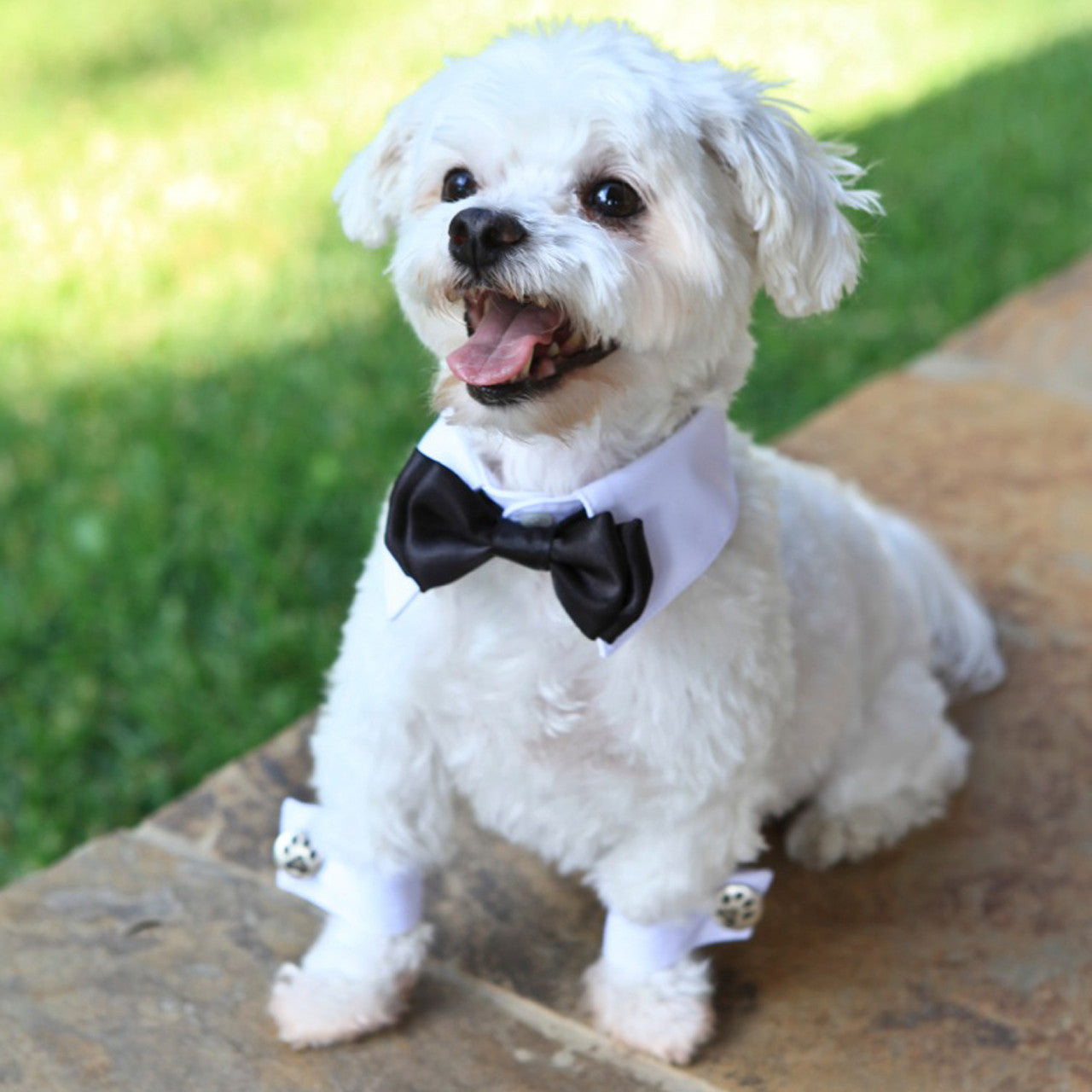 White Shirt Dog Collar with Leopard Bow Tie
