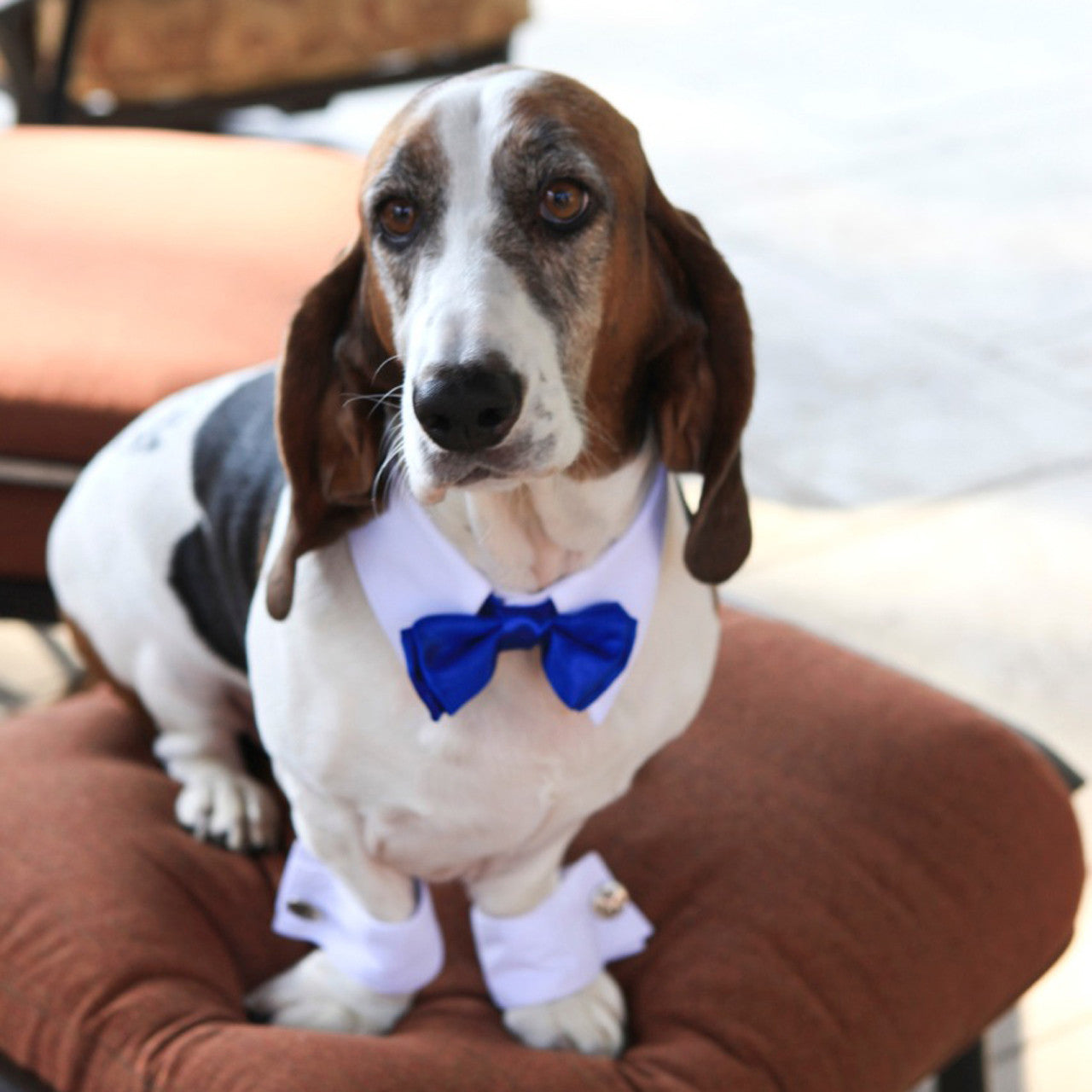 White Shirt Dog Collar with Apple Green Bow Tie