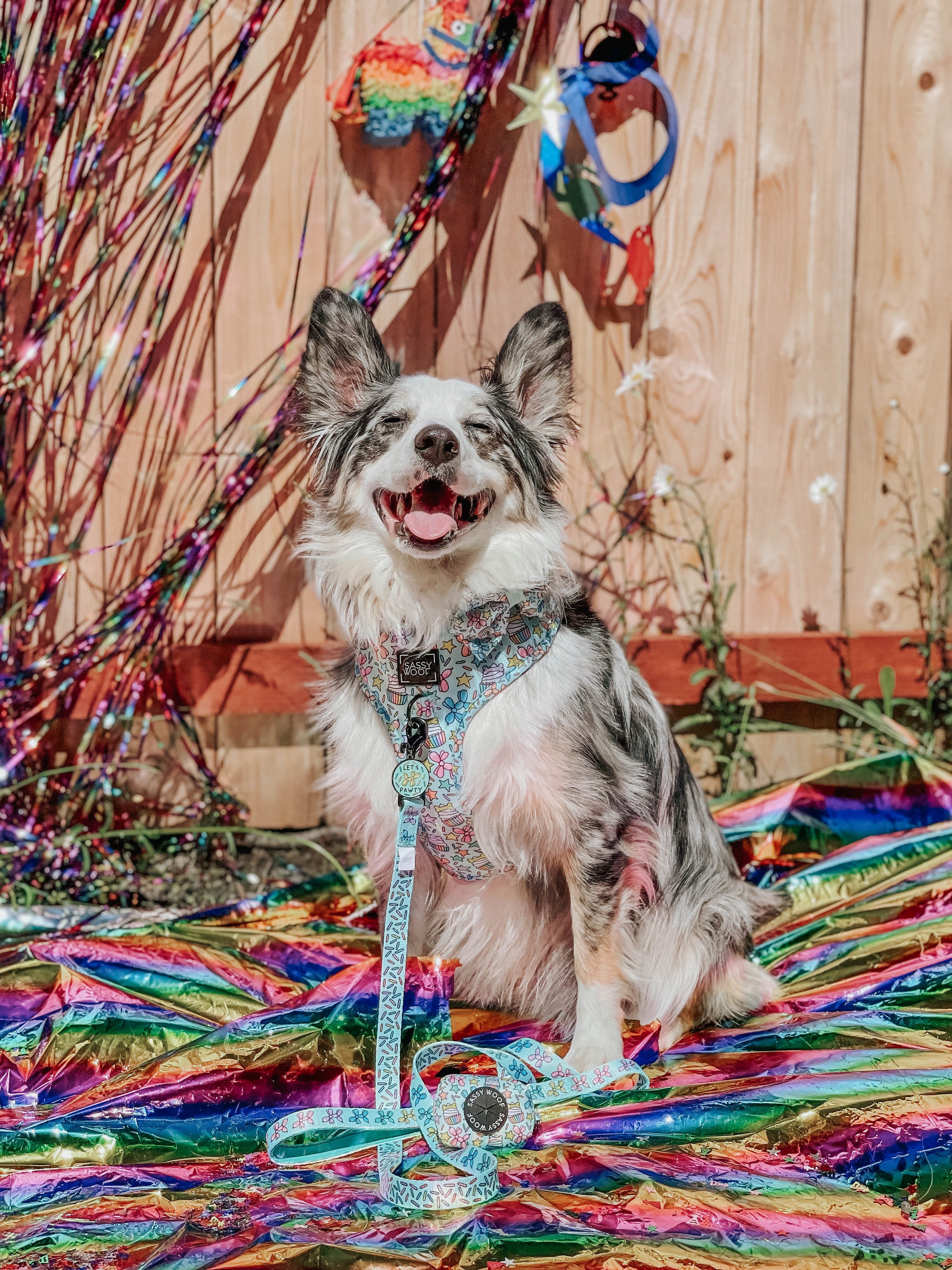 Dog Leash - Pup Pup Hooray