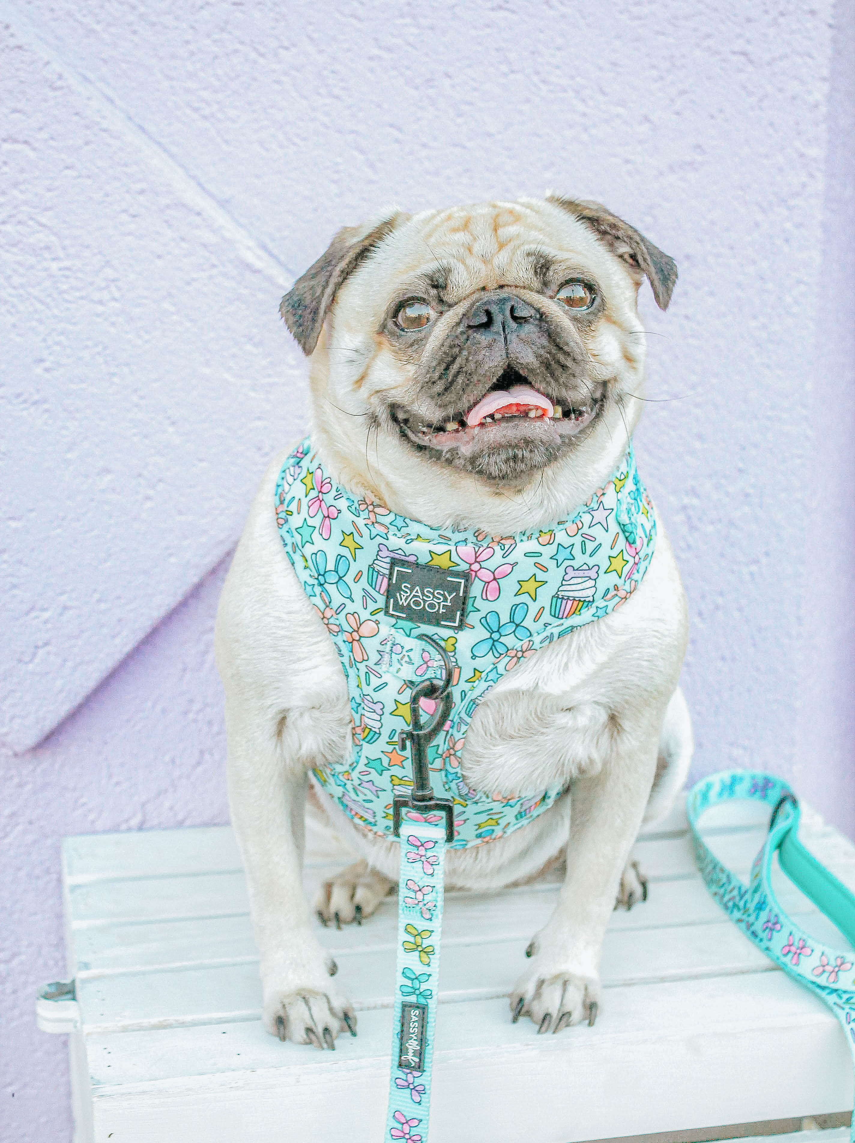 Dog Leash - Pup Pup Hooray
