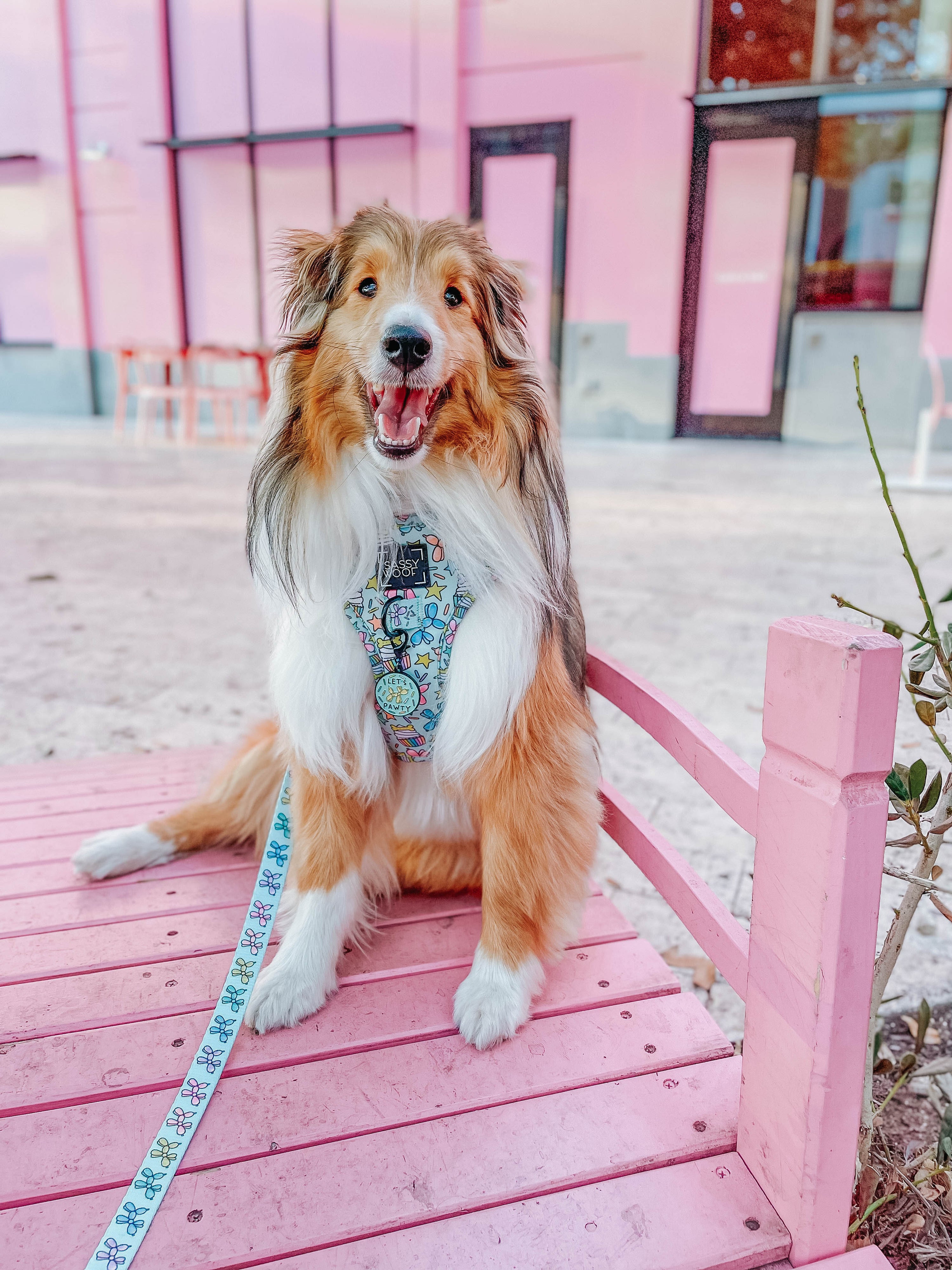 Dog Leash - Pup Pup Hooray