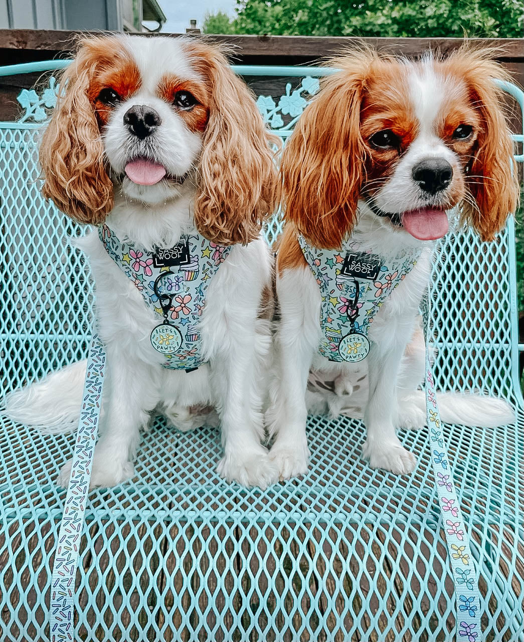Dog Leash - Pup Pup Hooray
