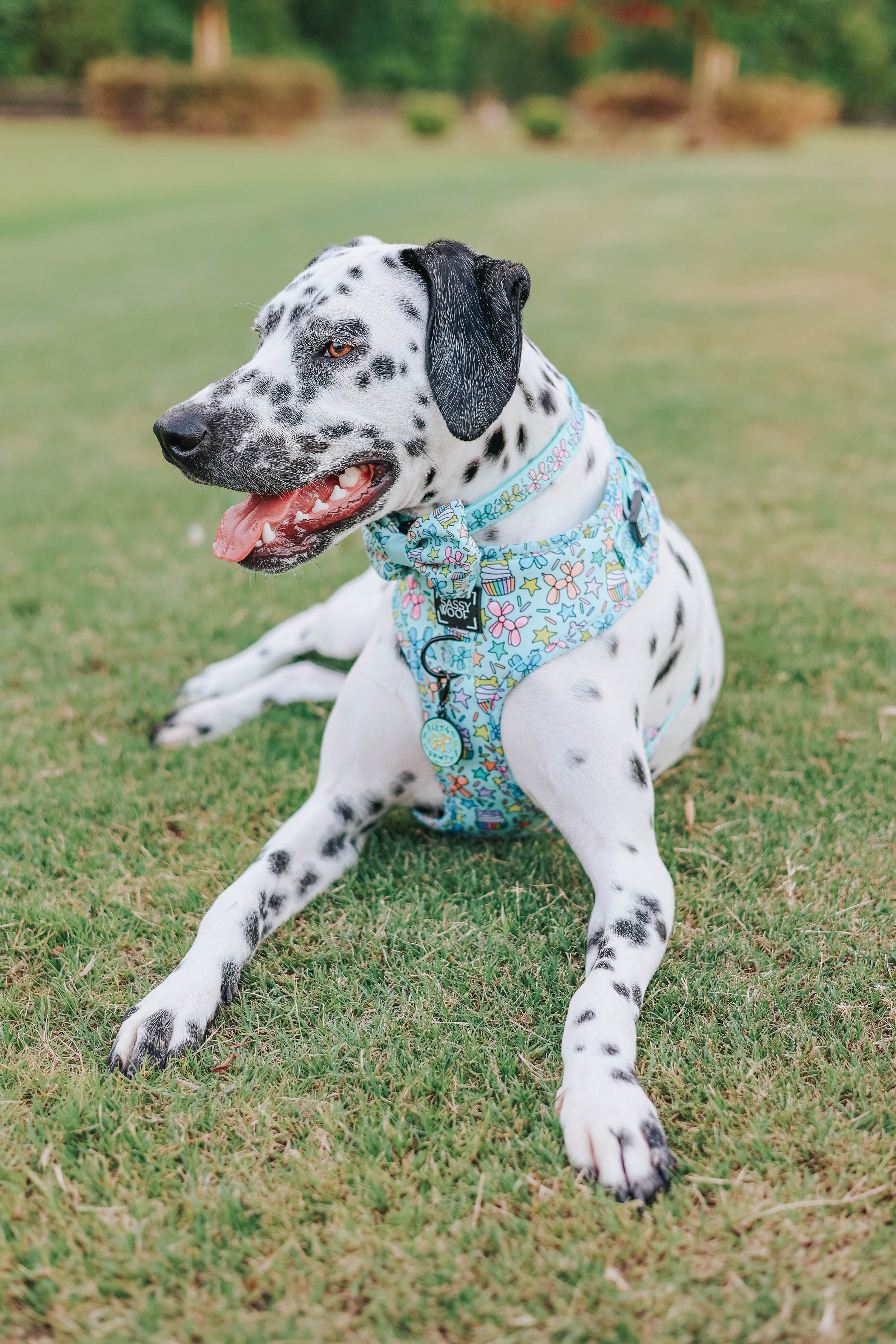 Dog Collar - Pup Pup Hooray