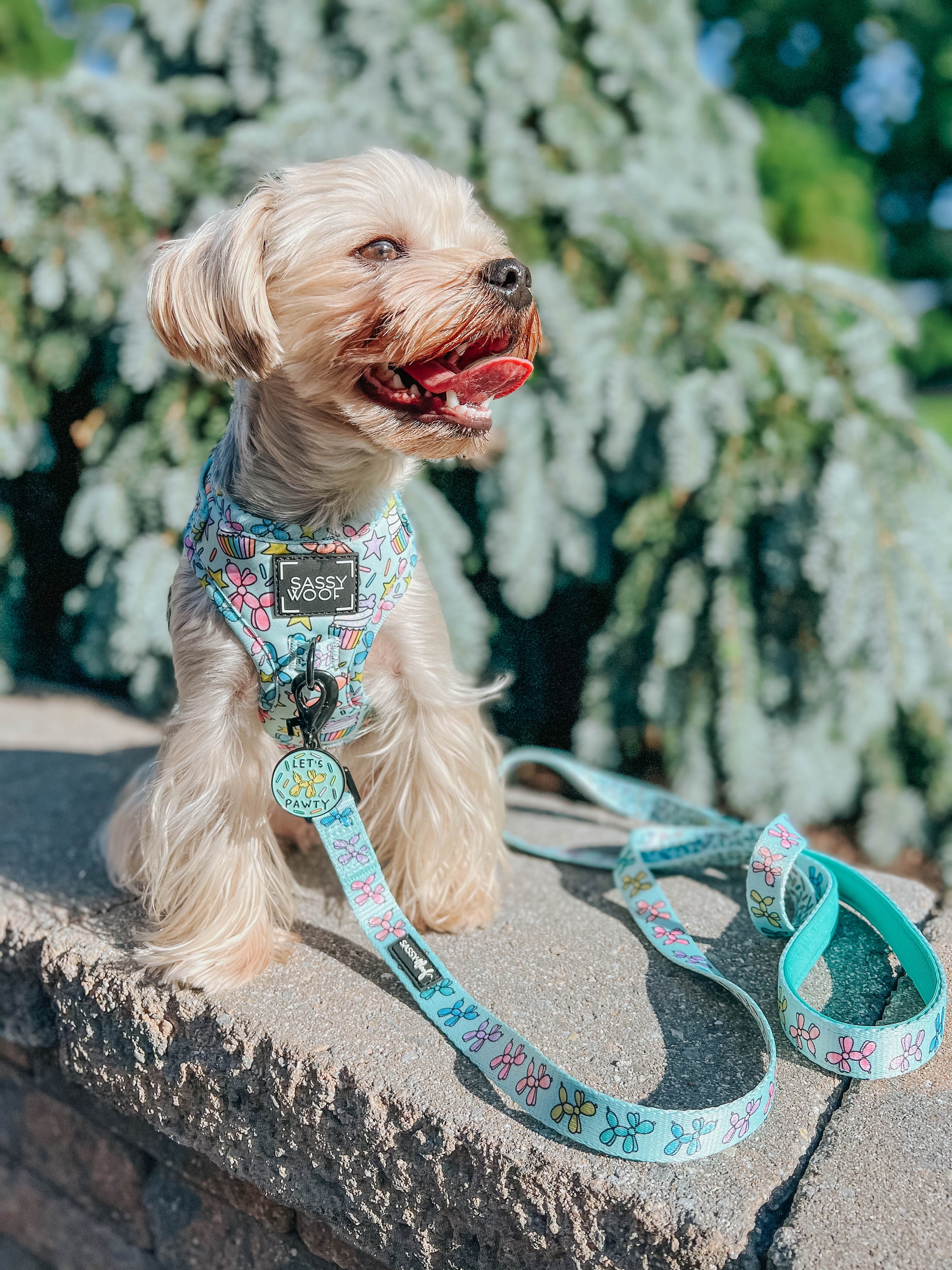 Dog Leash - Pup Pup Hooray