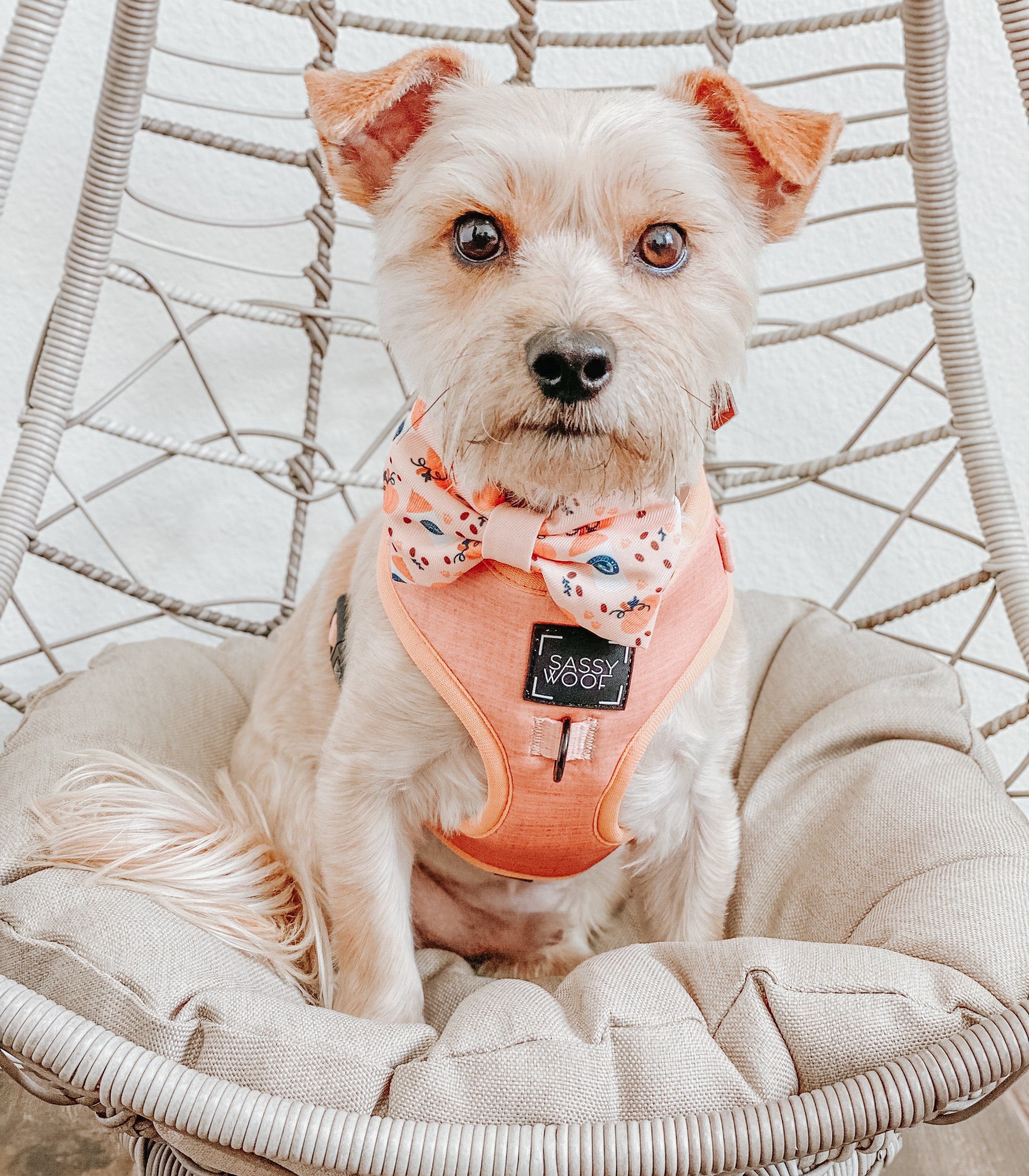 Dog Adjustable Harness - Apple Cider