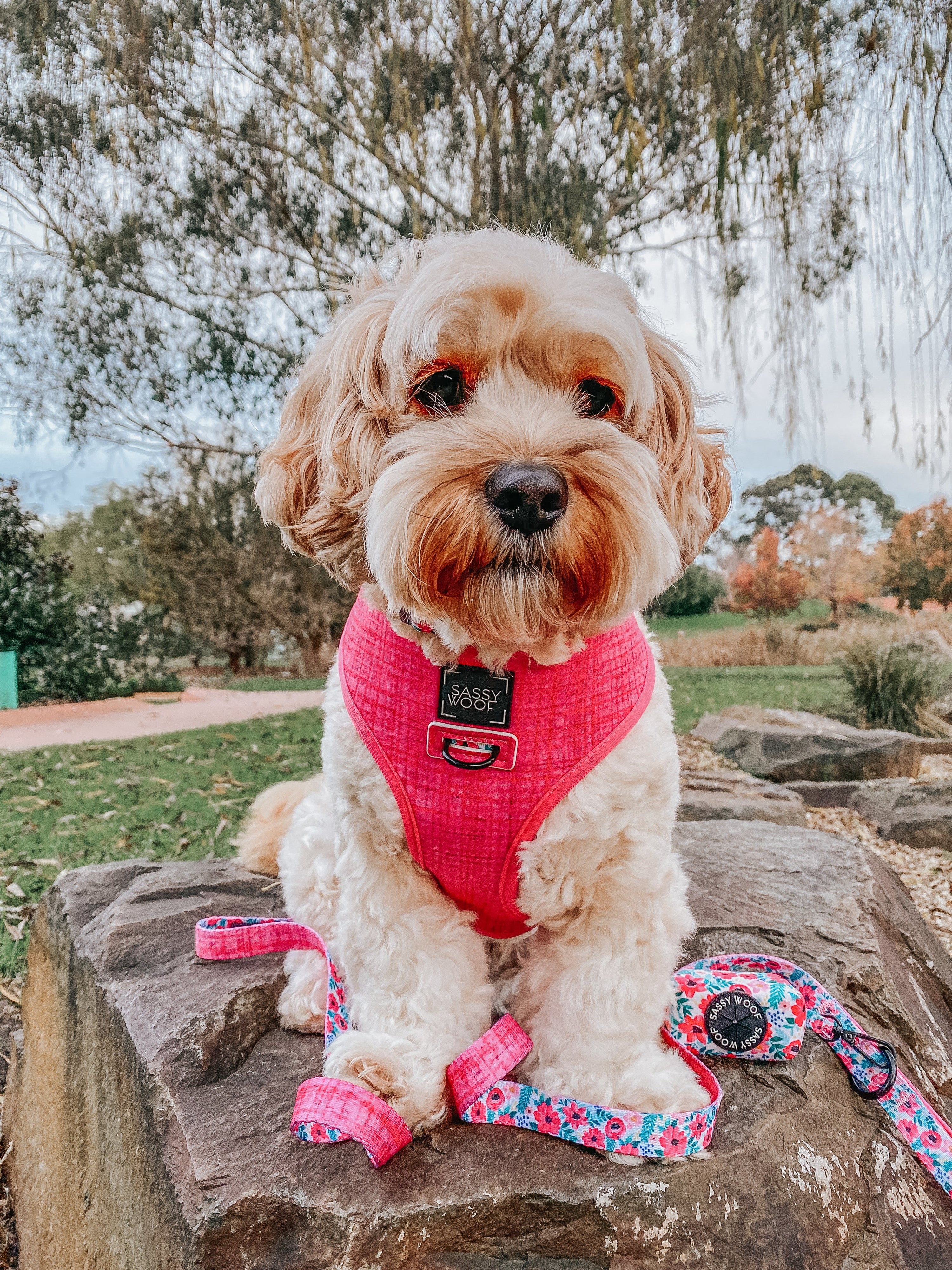 Dog Reversible Harness - Floral Frenzy