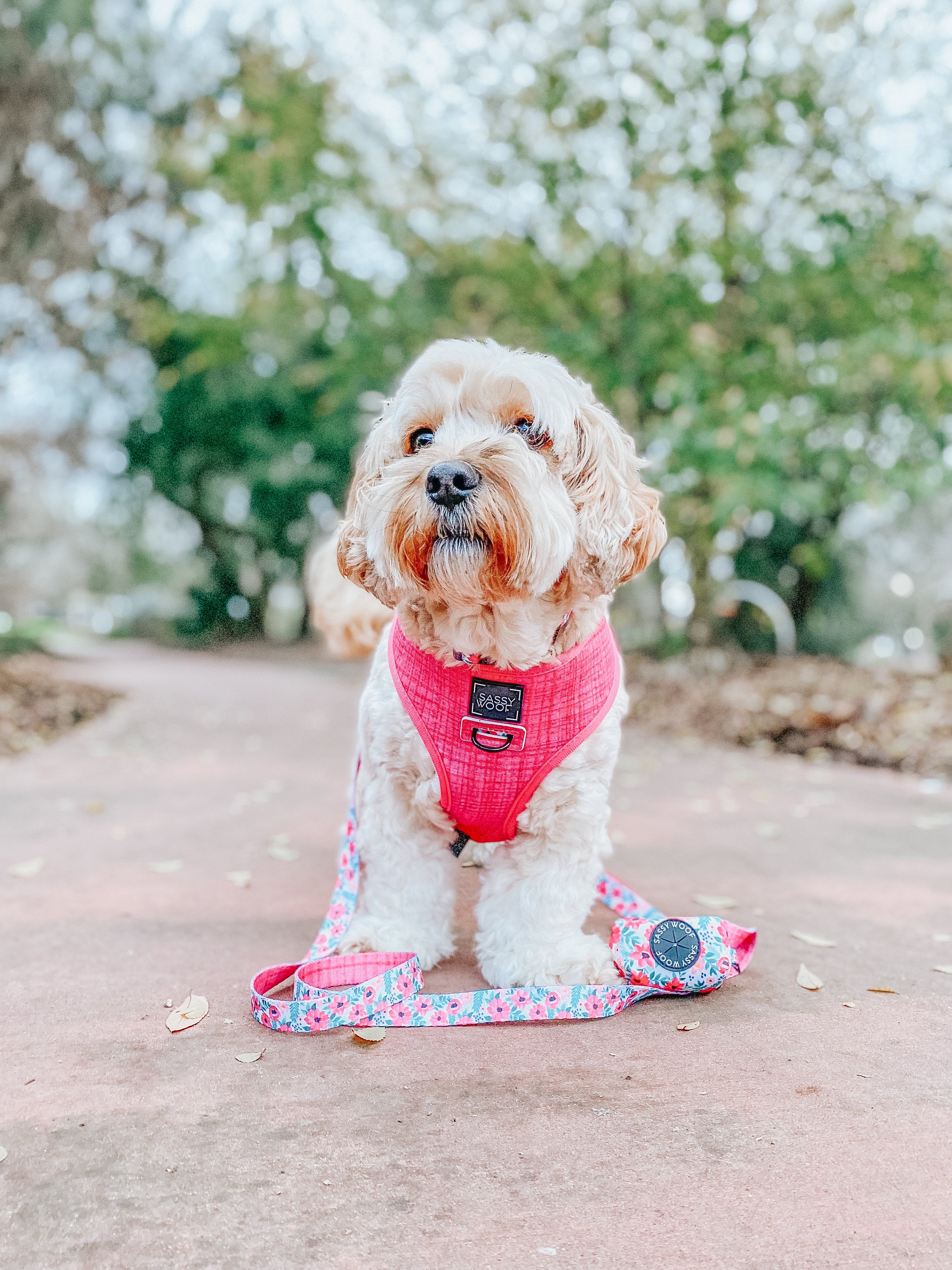 Dog Reversible Harness - Floral Frenzy