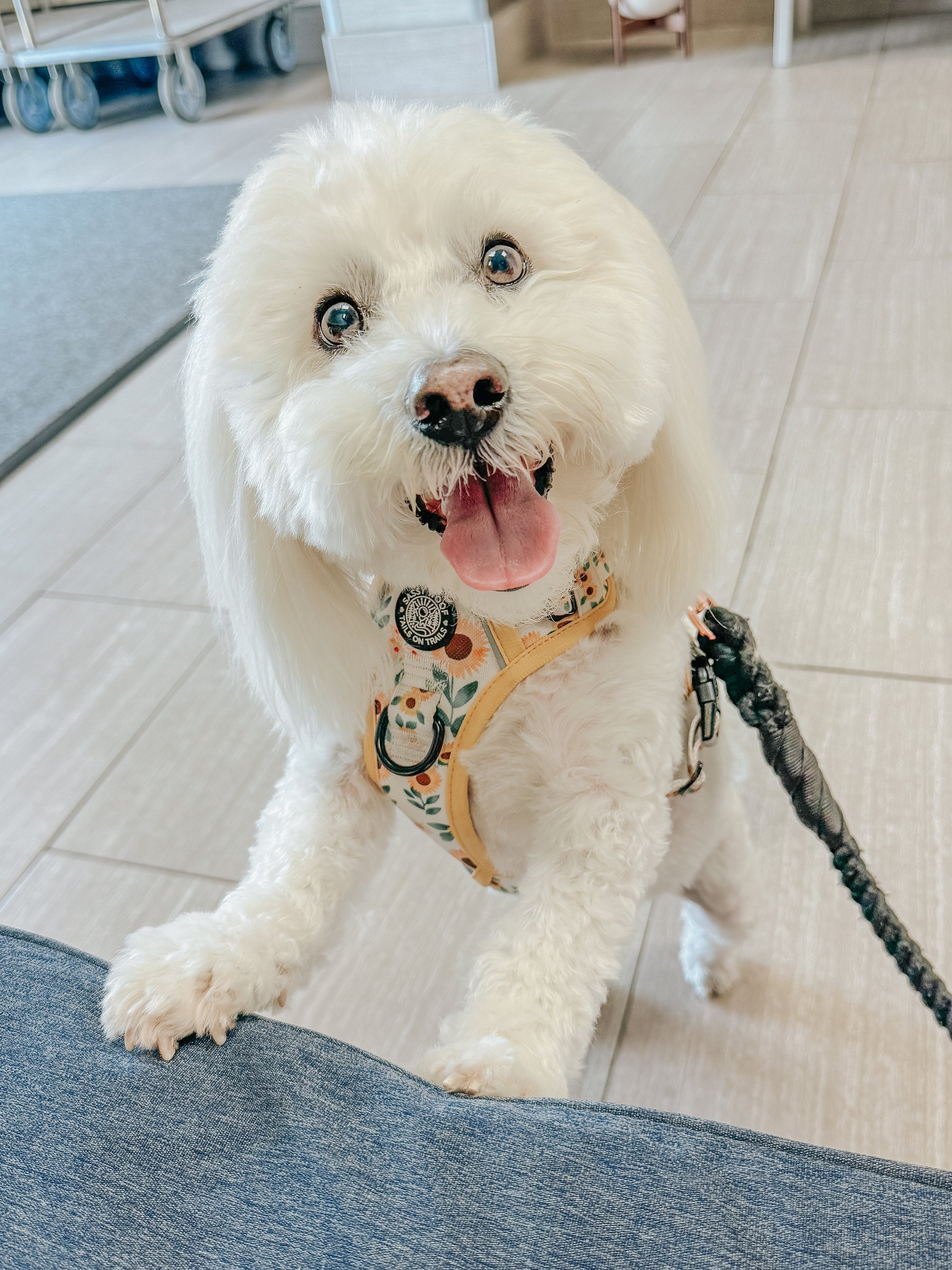 Dog Step-In Harness - Sunflower Dreams
