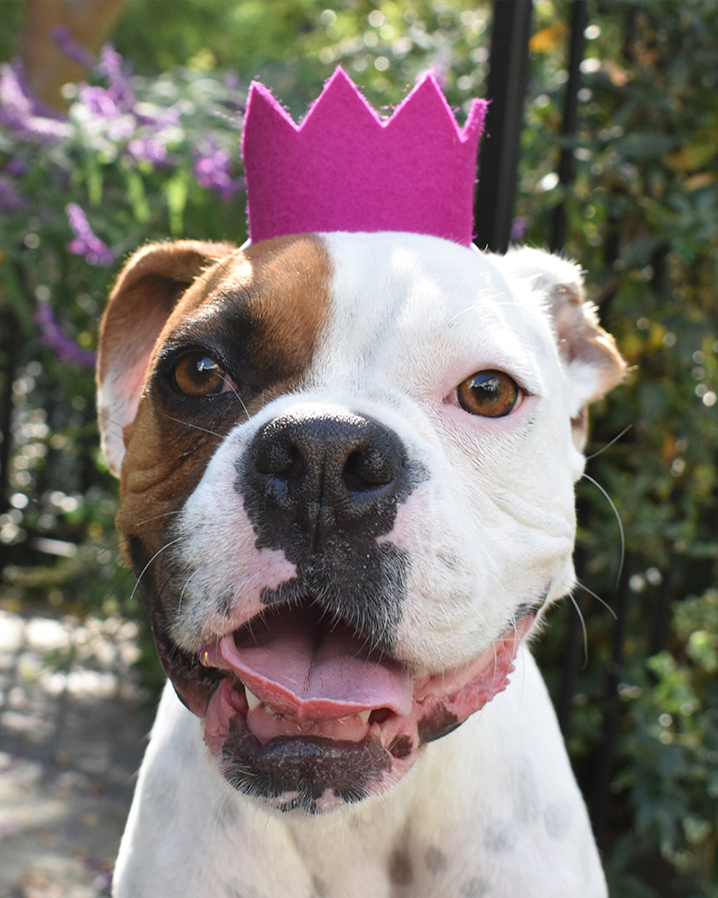 BRIGHT PARTY CROWNS | HT Animal Supply