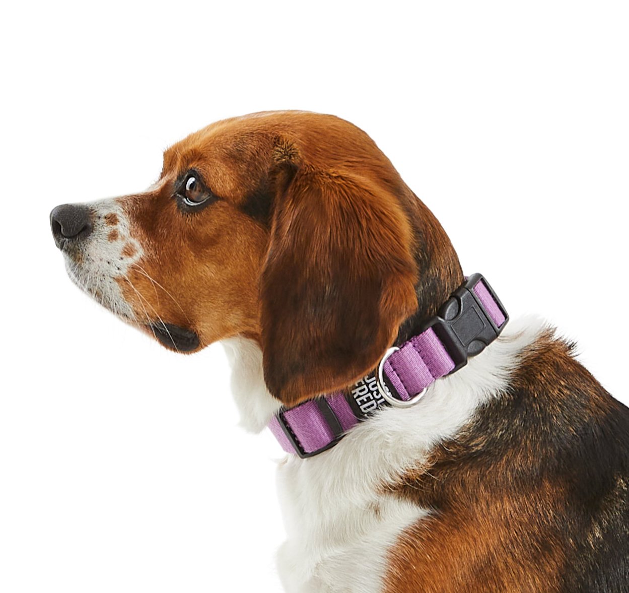 Dog Collar
