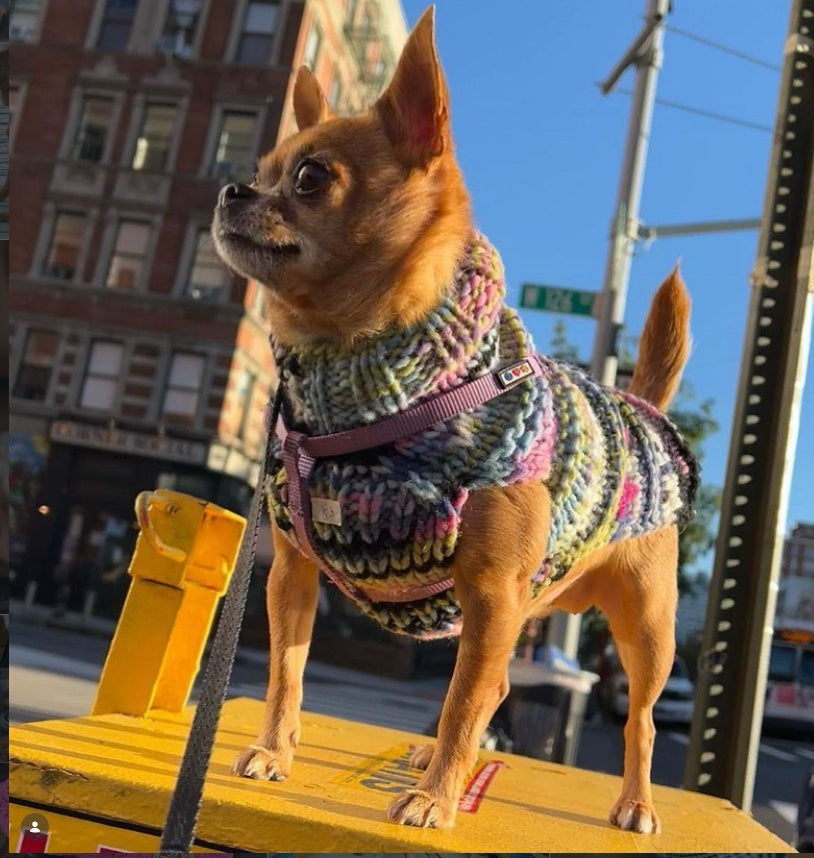 Chilly Dog Purple Woodstock Knit Wool Dog Sweater