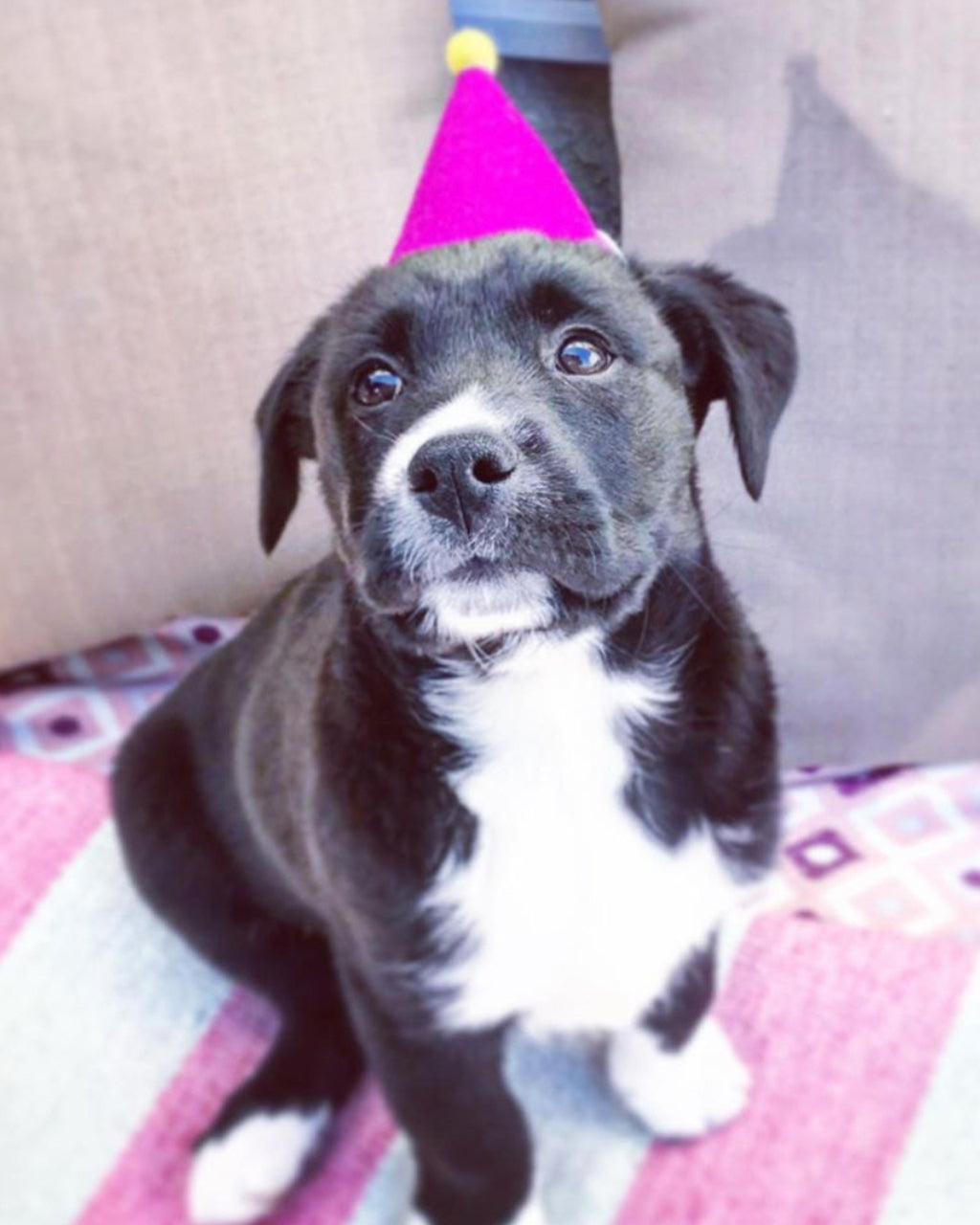 PAWTY HAT | HT Animal Supply
