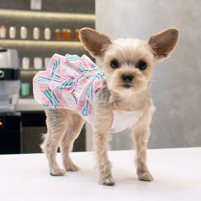 DOGO Puzzle Fun Dog Dress