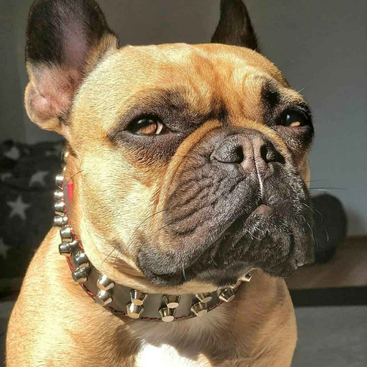 Bestia Rocky Leather Dog Collar