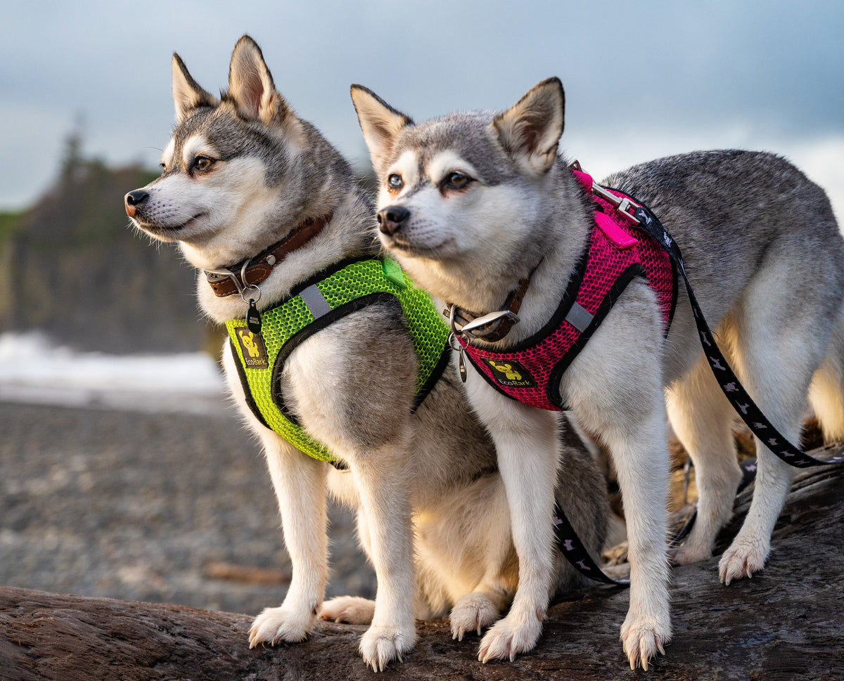 EcoBark – Fuchsia Sport Reflective Step-In Dog Harness