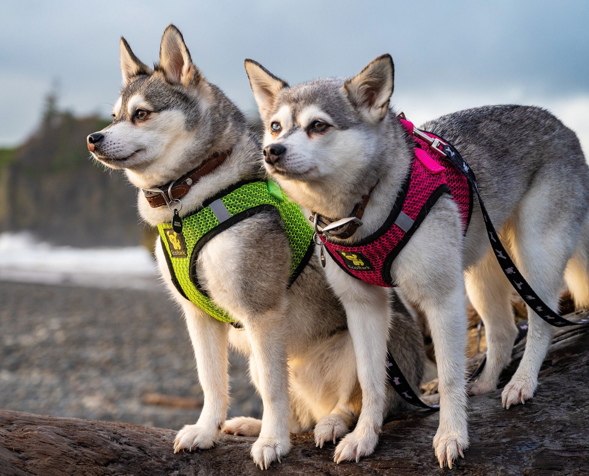 EcoBark Step In Dog Harness - Teacup & Small Breeds- Reflective Soft Mesh Harness for Teacup, Small Dogs and Puppies / Neon Green Sport