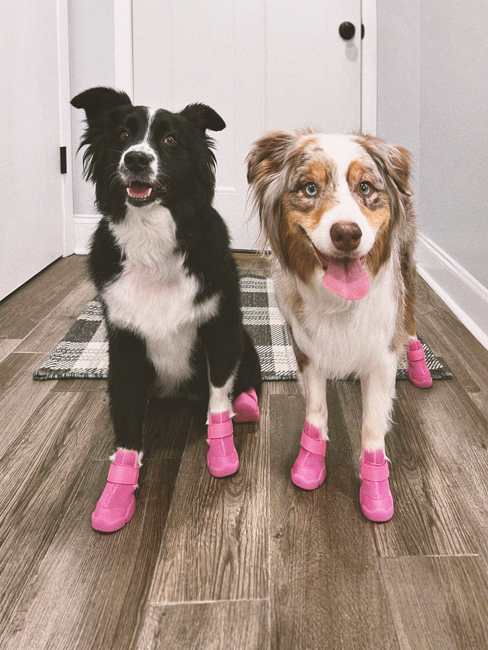RIFRUF Caesar 1 Dog Sneakers Raspberry