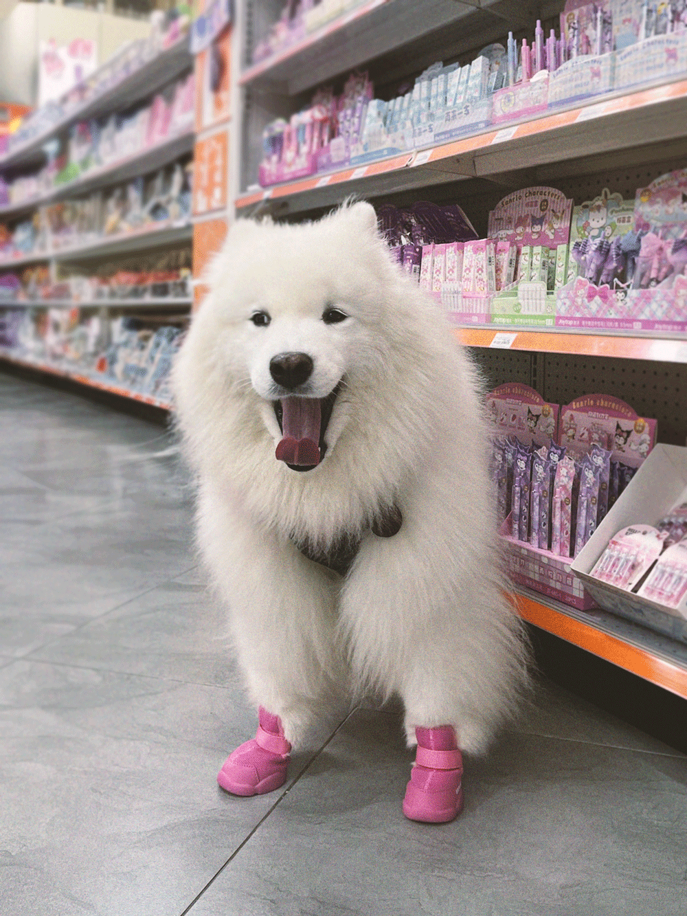 RIFRUF Caesar 1 Dog Sneakers Aqua