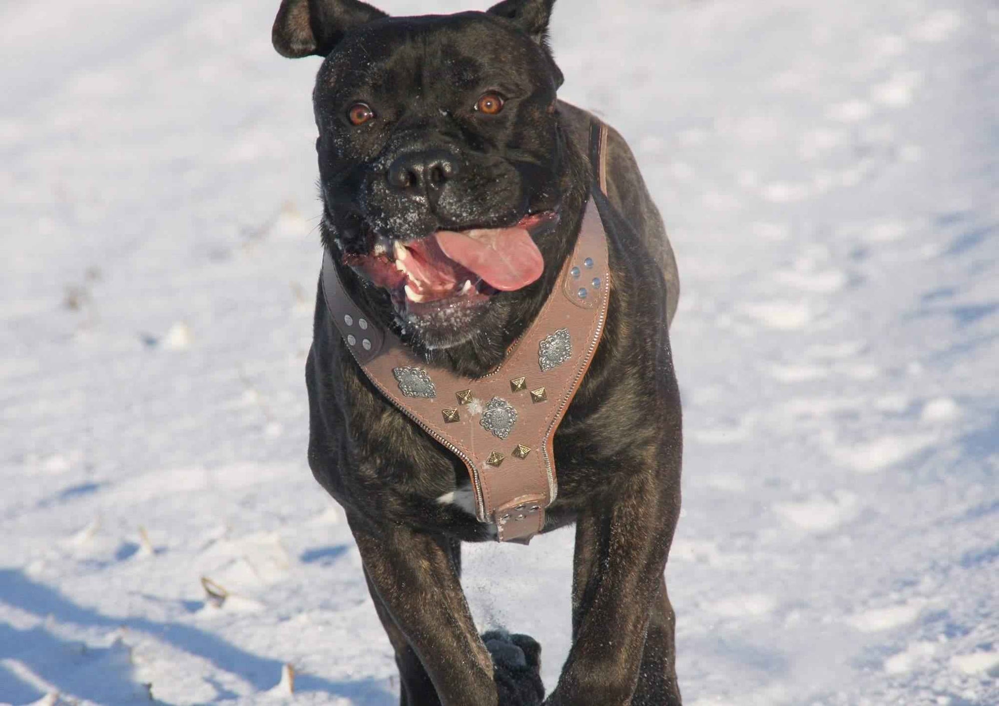 Bestia Aztec Grey Leather Dog Harness